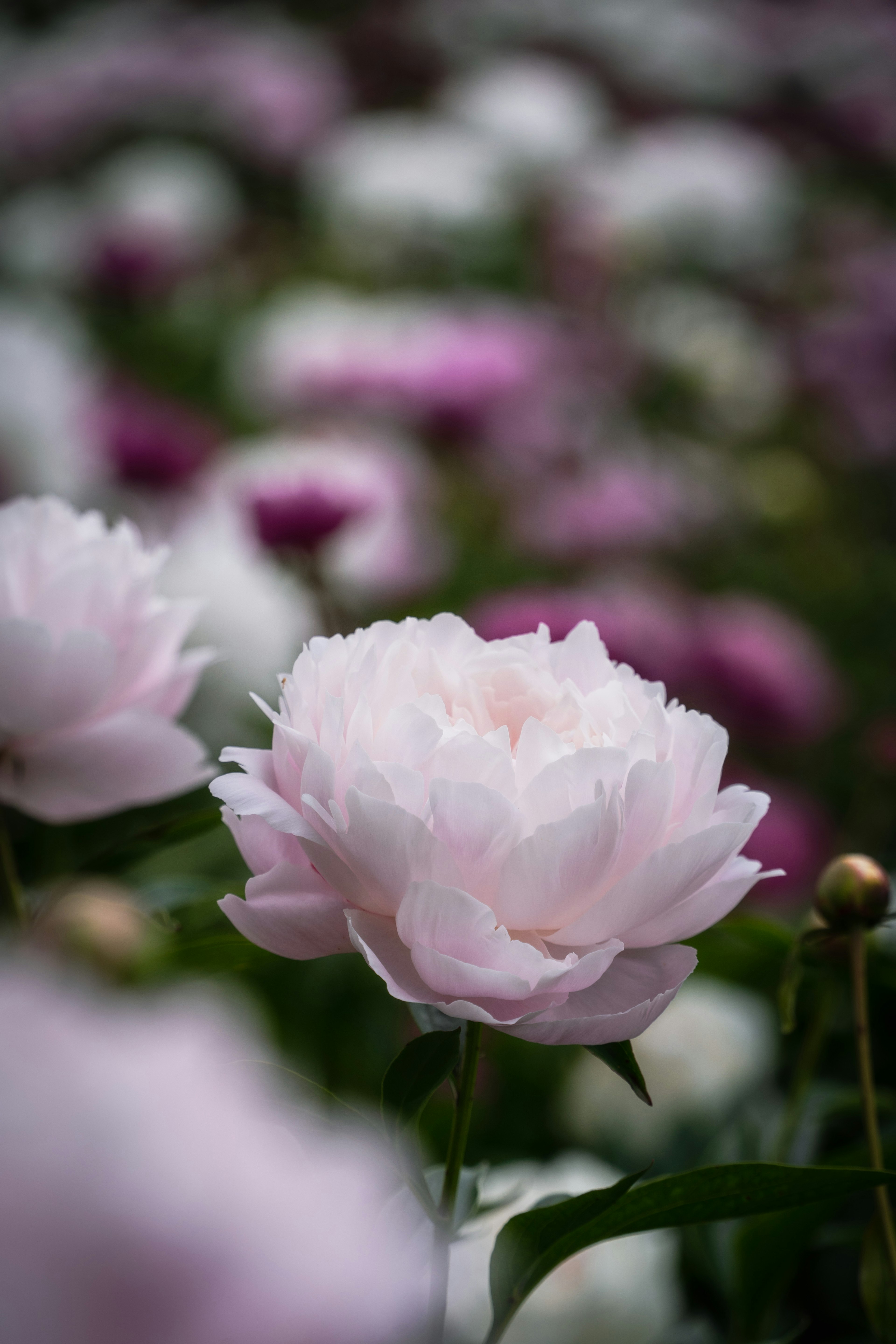 薄いピンクの花びらを持つボタンの花が前景にあり、背景には多くの色とりどりの花々が広がっている