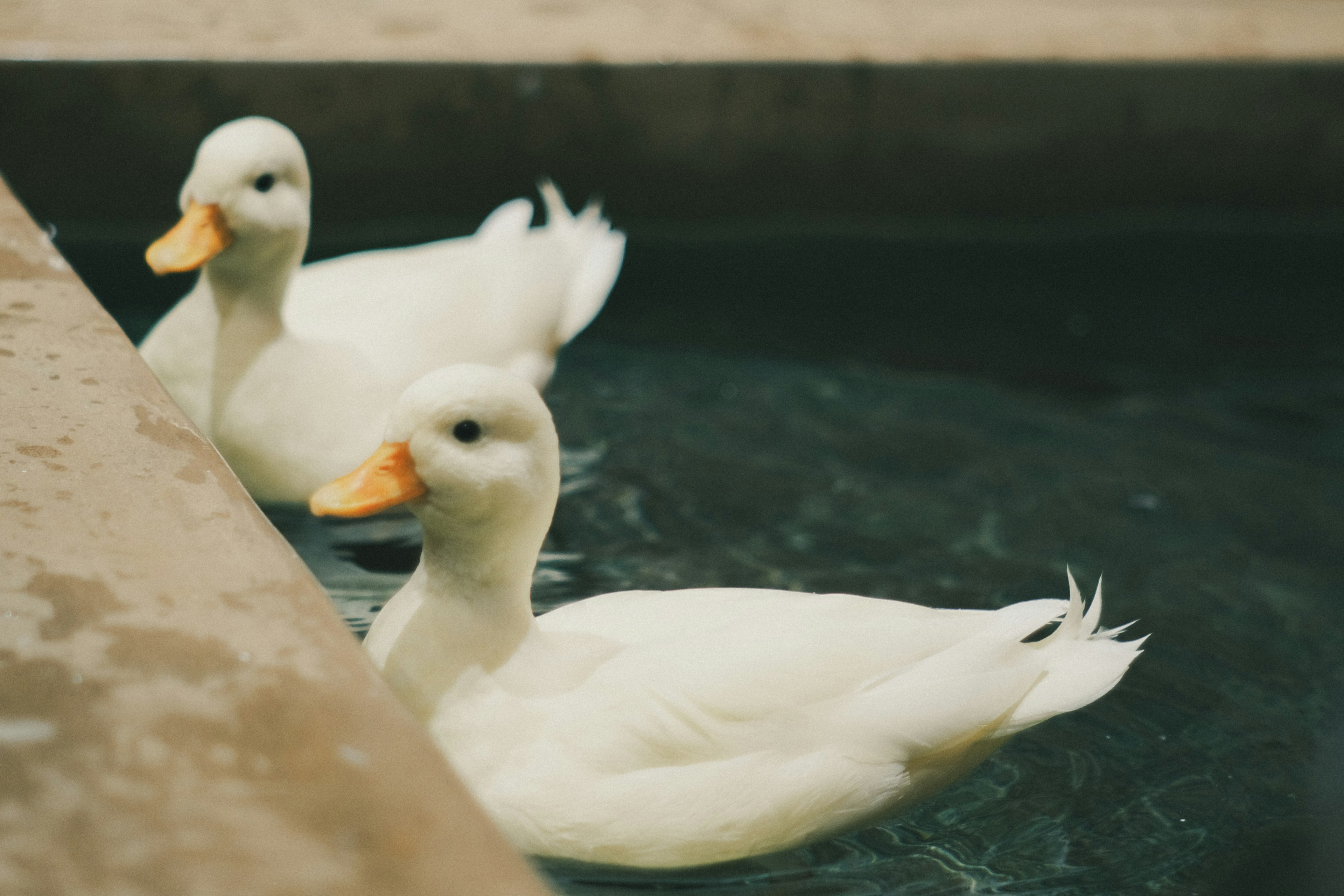 Dos patos blancos nadando en el agua