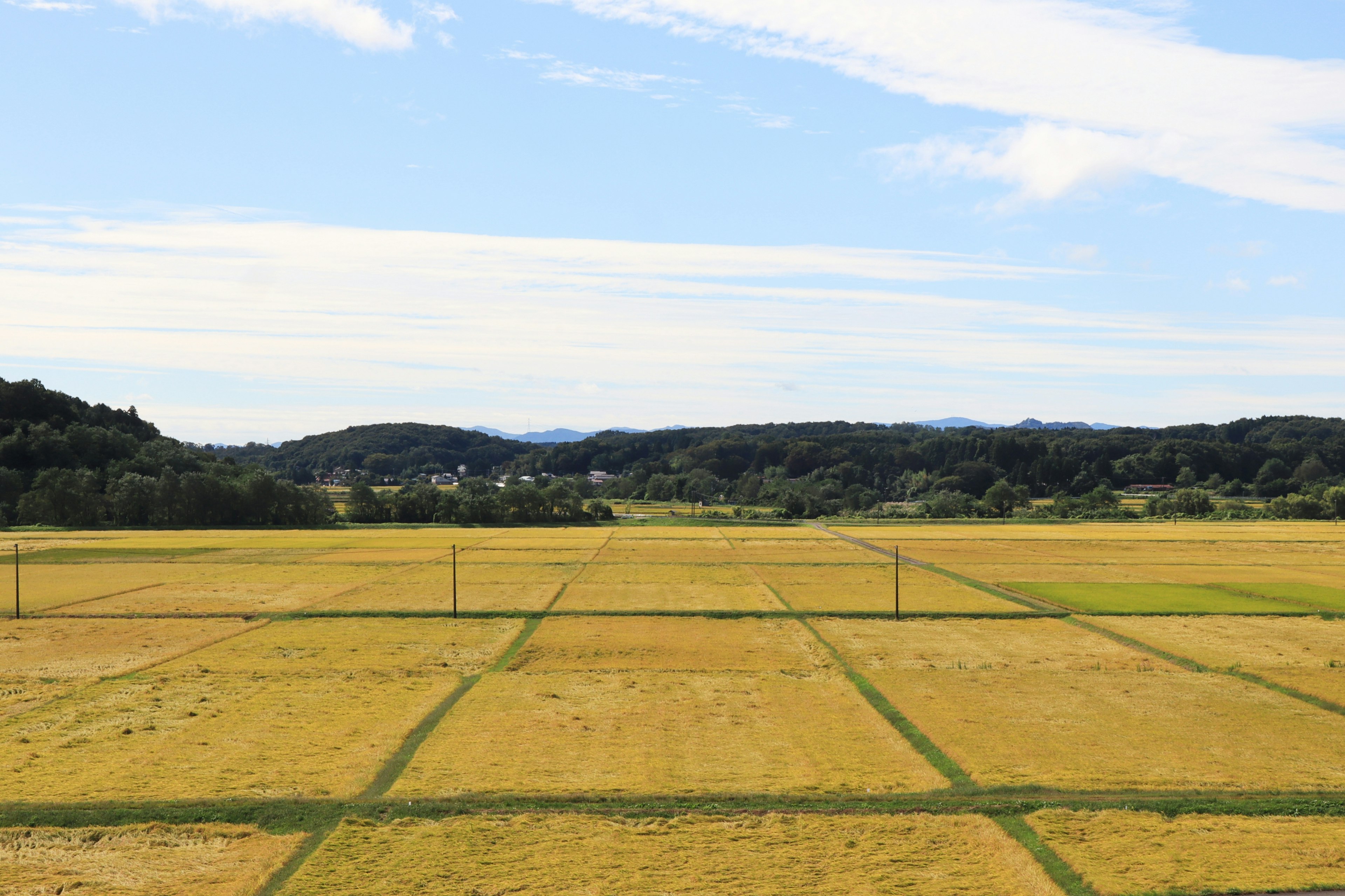 Champs de riz dorés sous un ciel bleu