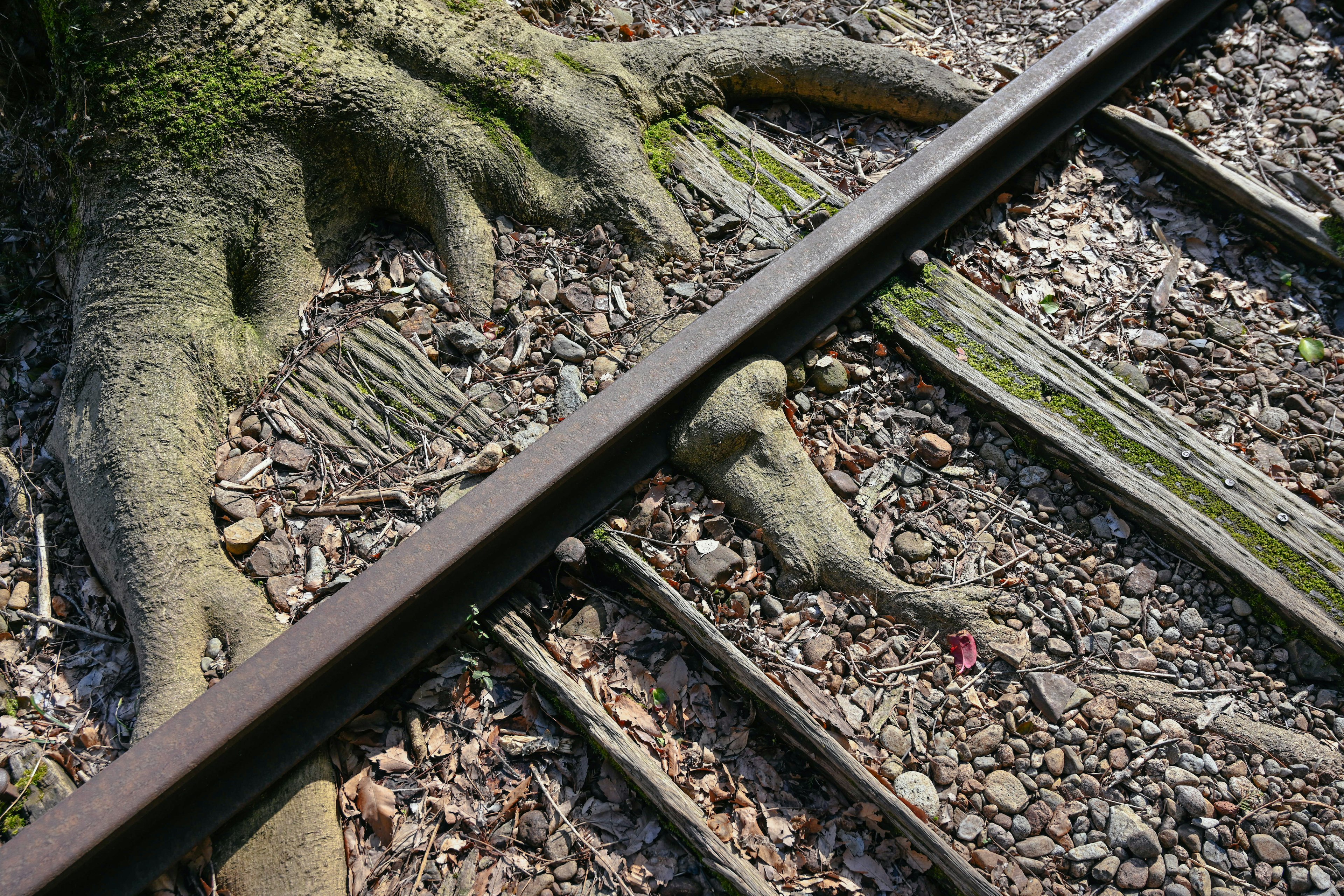 鉄道のレールと絡み合う樹木の根元の近接写真