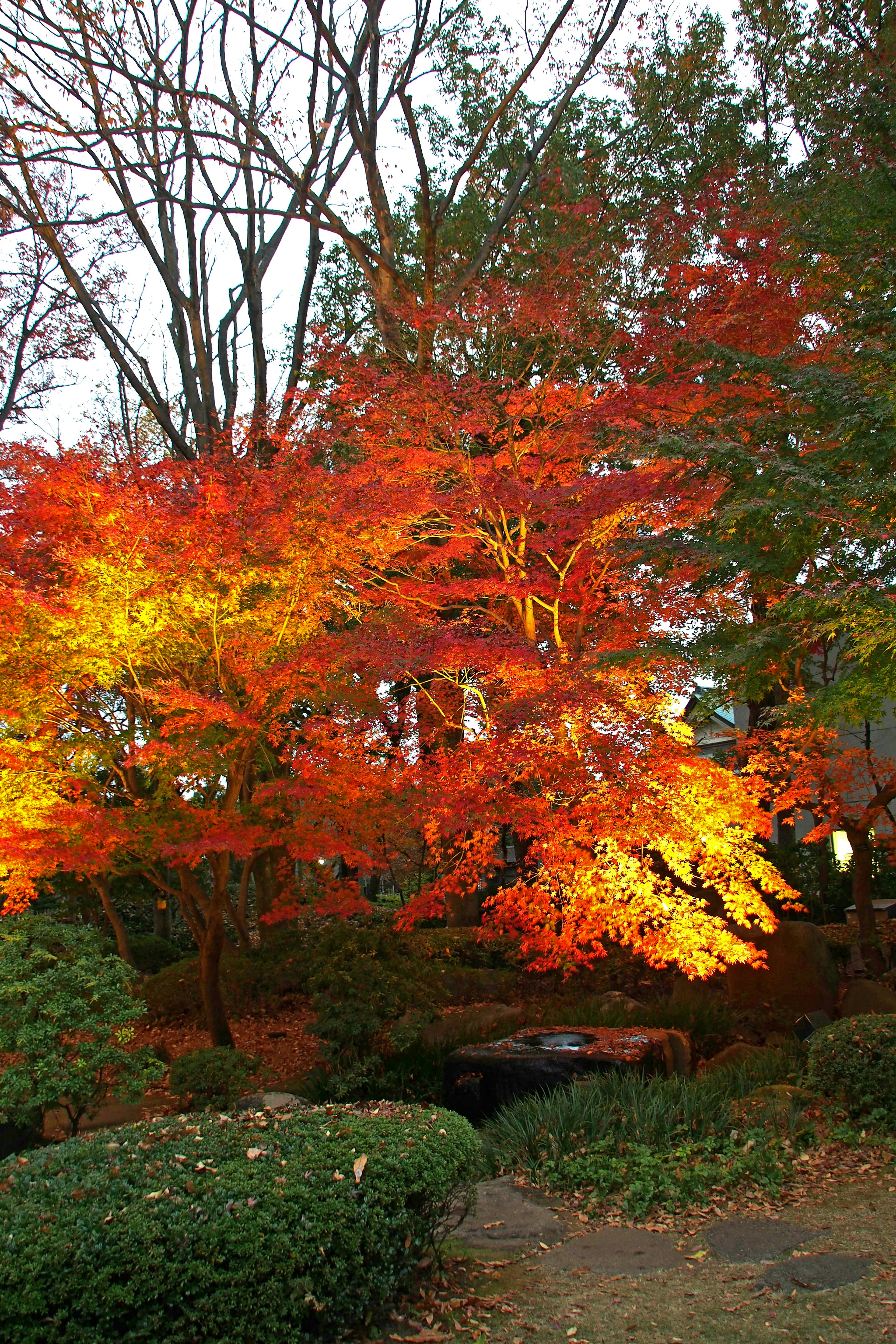 秋の紅葉が美しい木々と緑の低木の風景