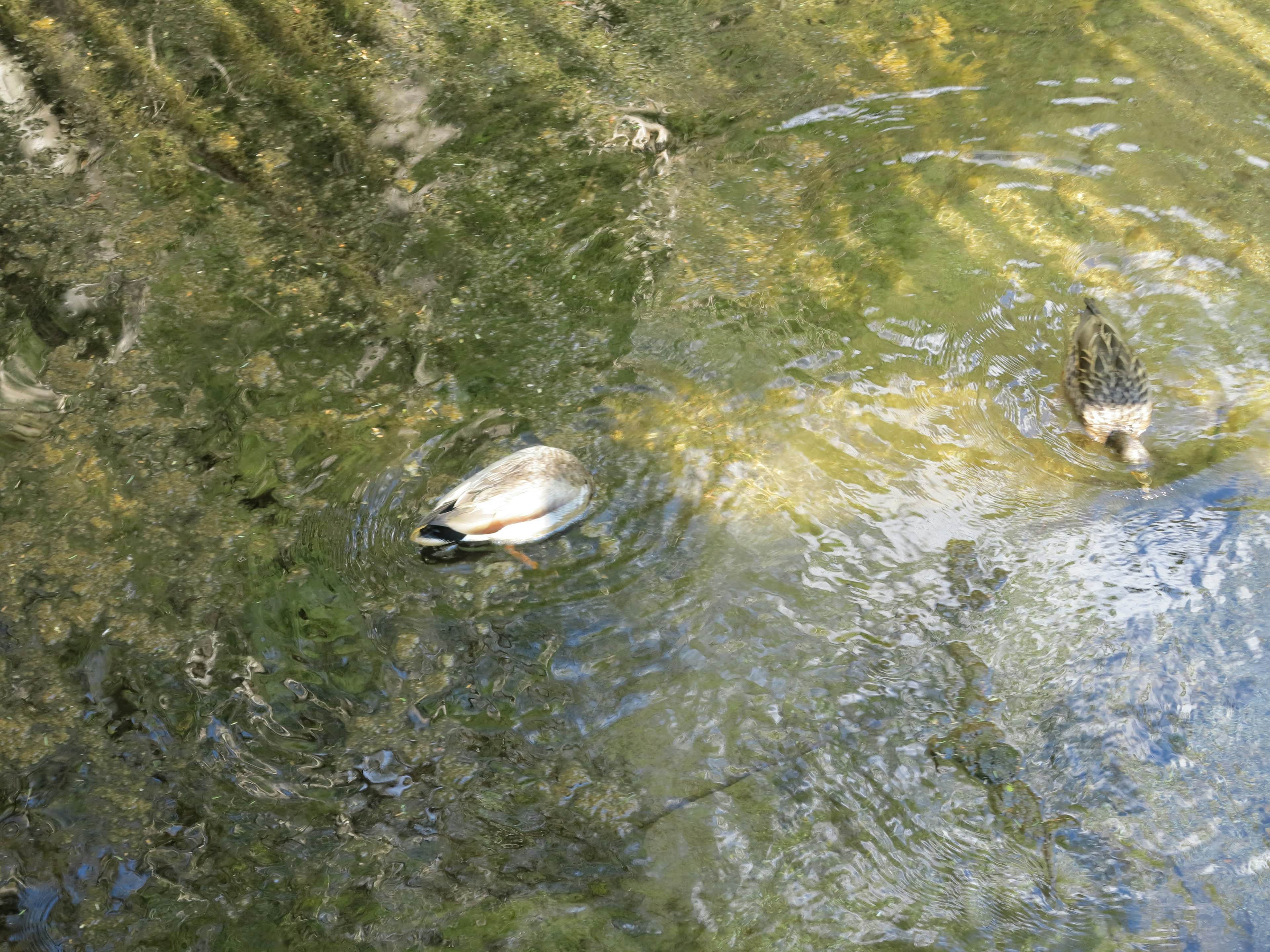 Dua bebek berenang di permukaan air