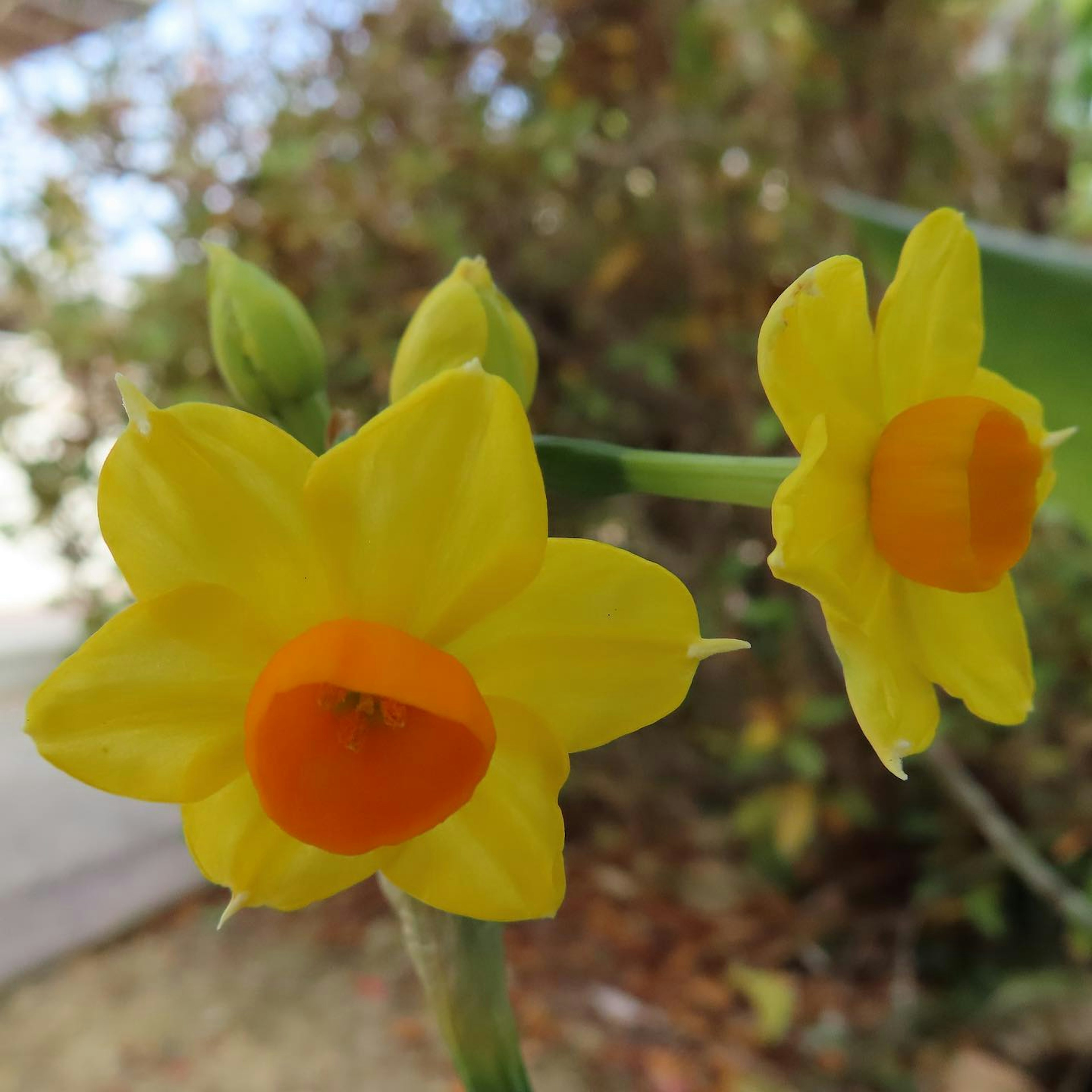 Two yellow daffodil flowers in bloom