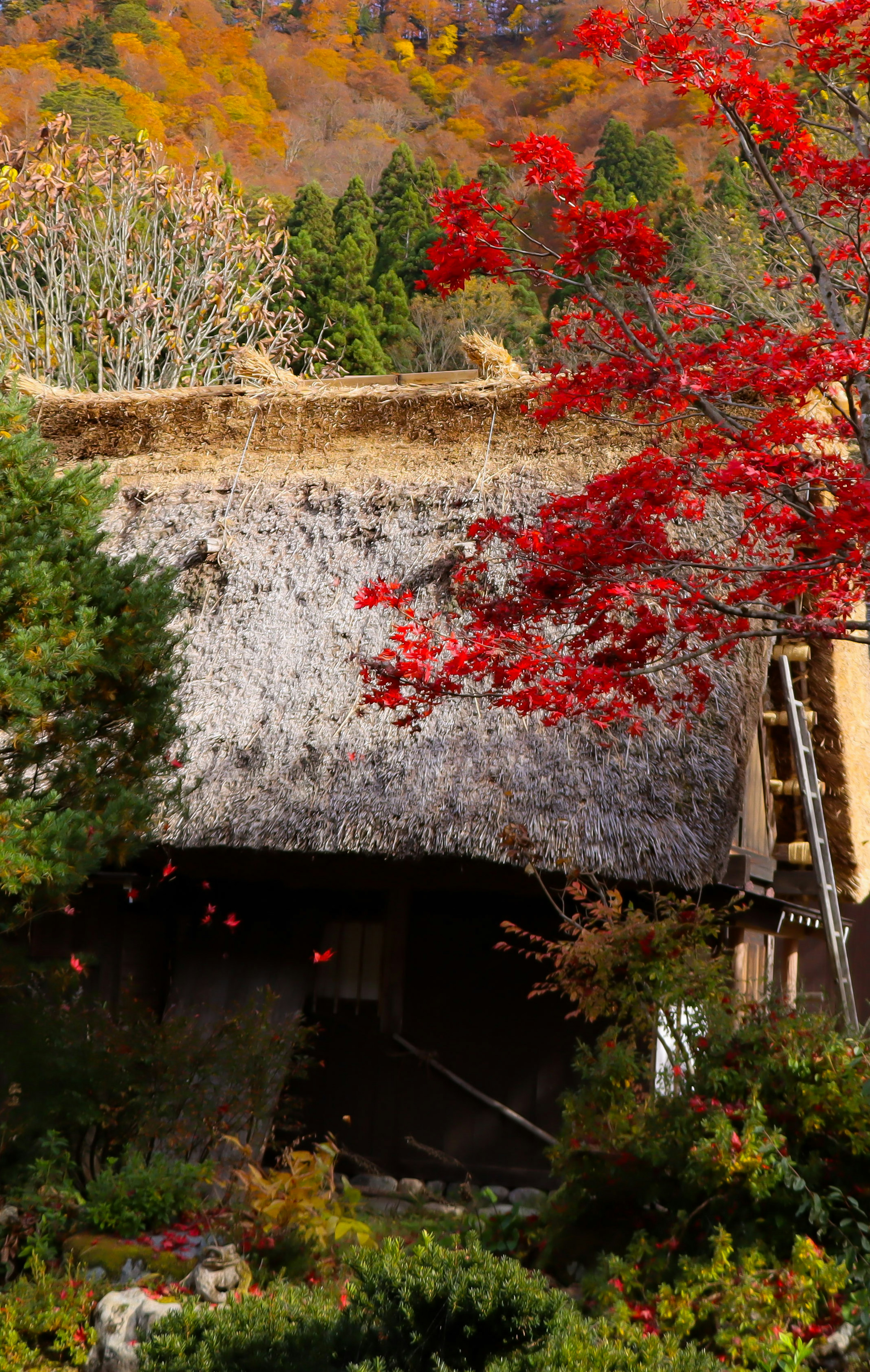 Vue pittoresque d'une maison à toit de chaume avec feuillage d'automne