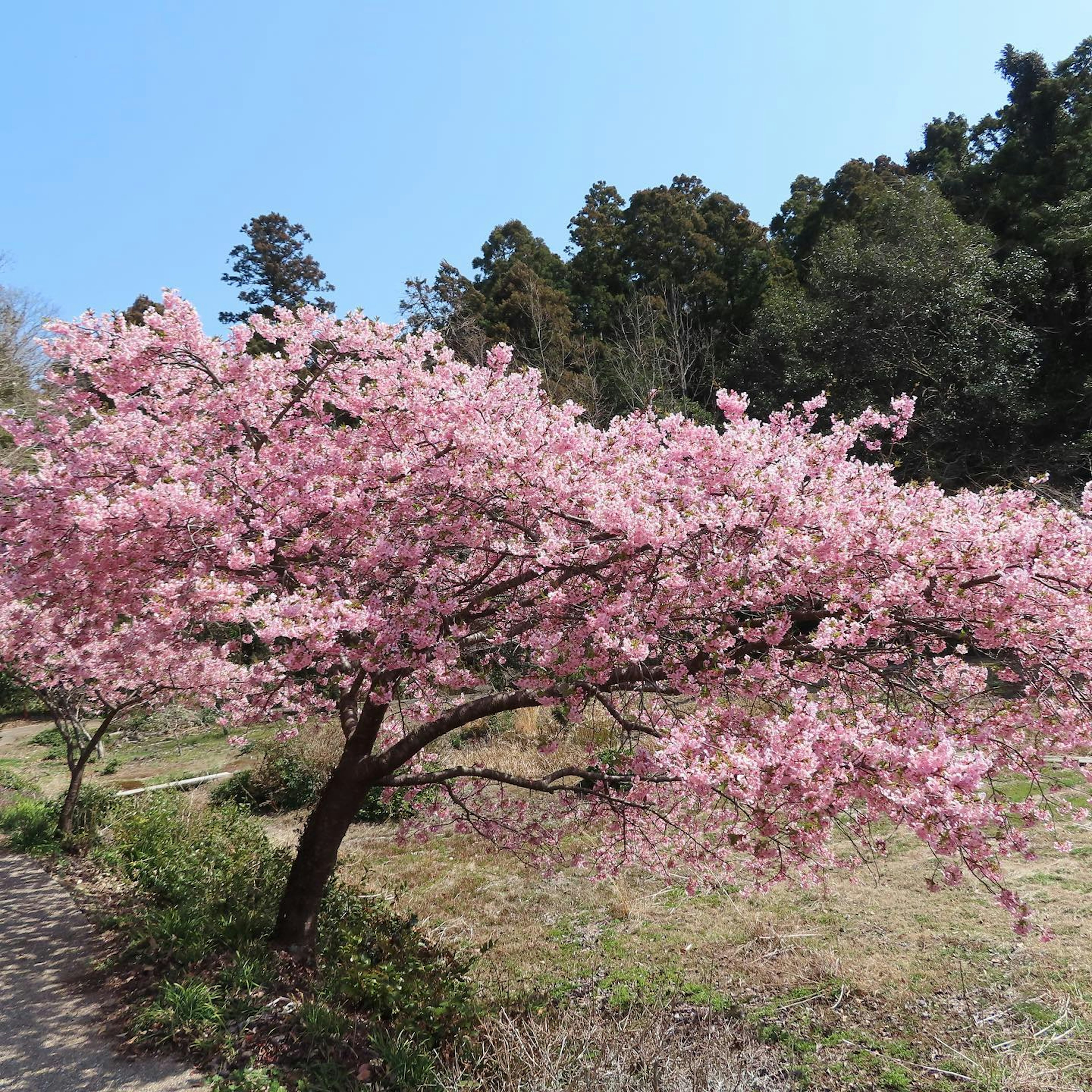 Pohon sakura yang mekar di bawah langit biru yang cerah