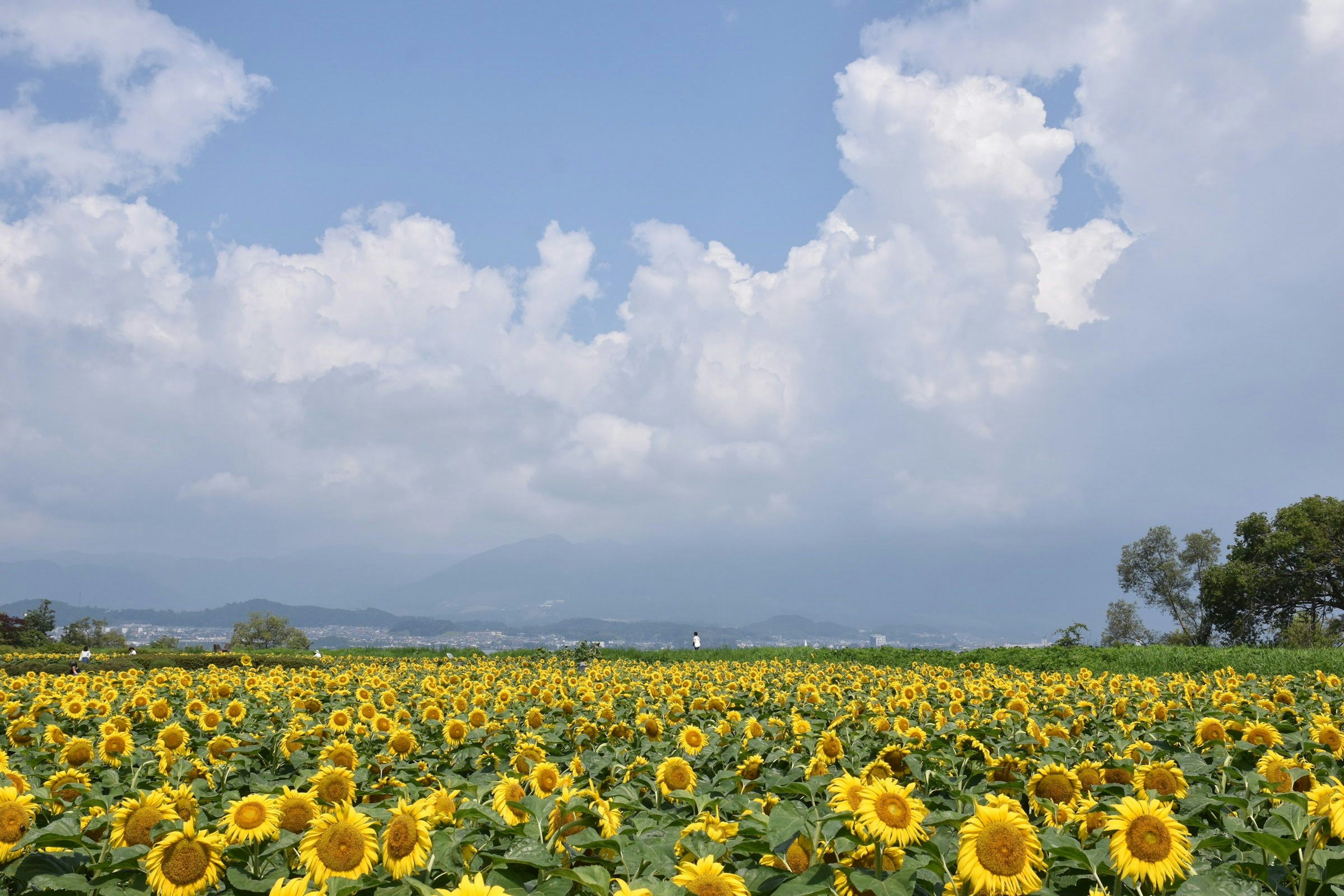 ทุ่งดอกทานตะวันกว้างใหญ่ใต้ท้องฟ้าสีฟ้า