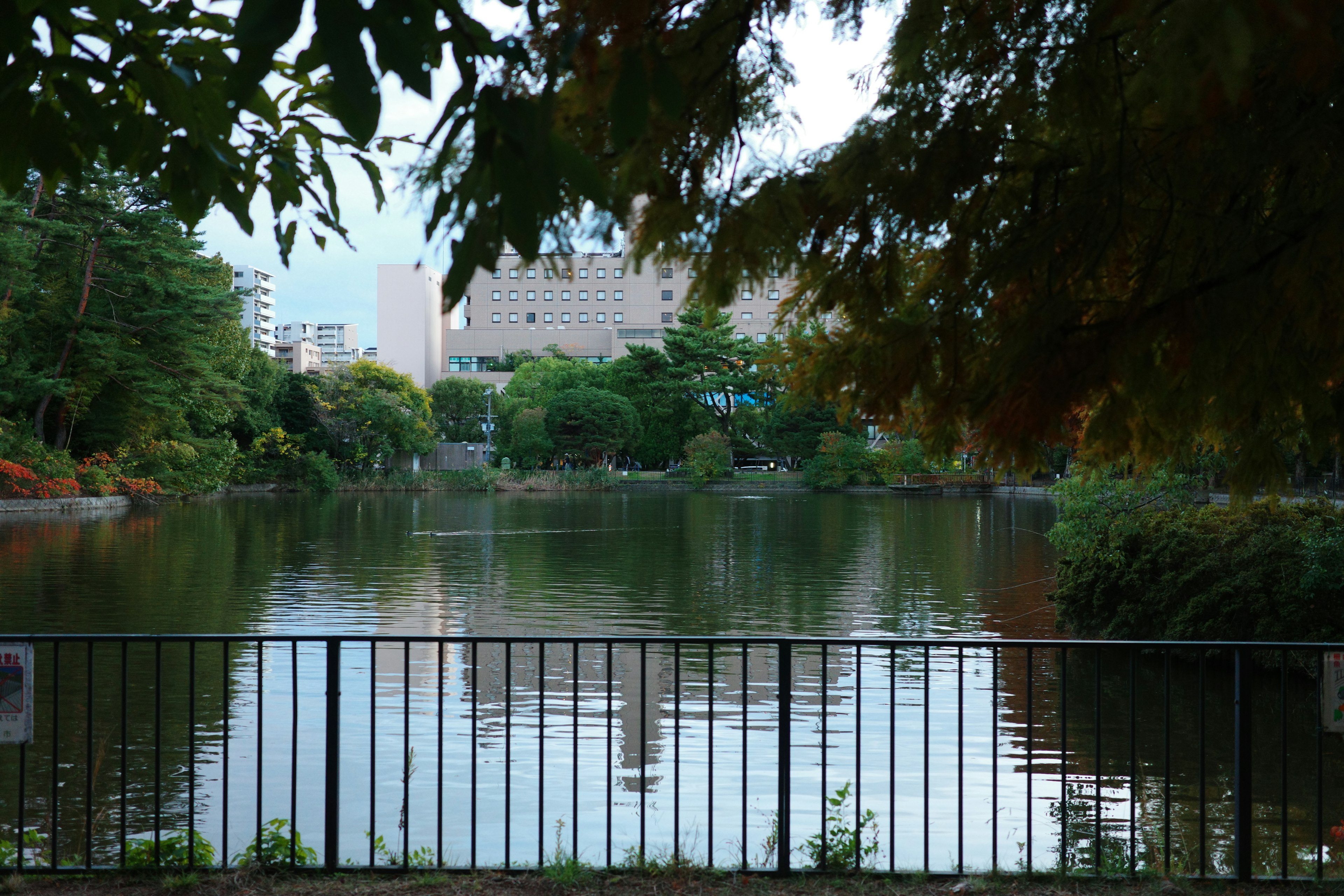 Calm park pond surrounded by greenery