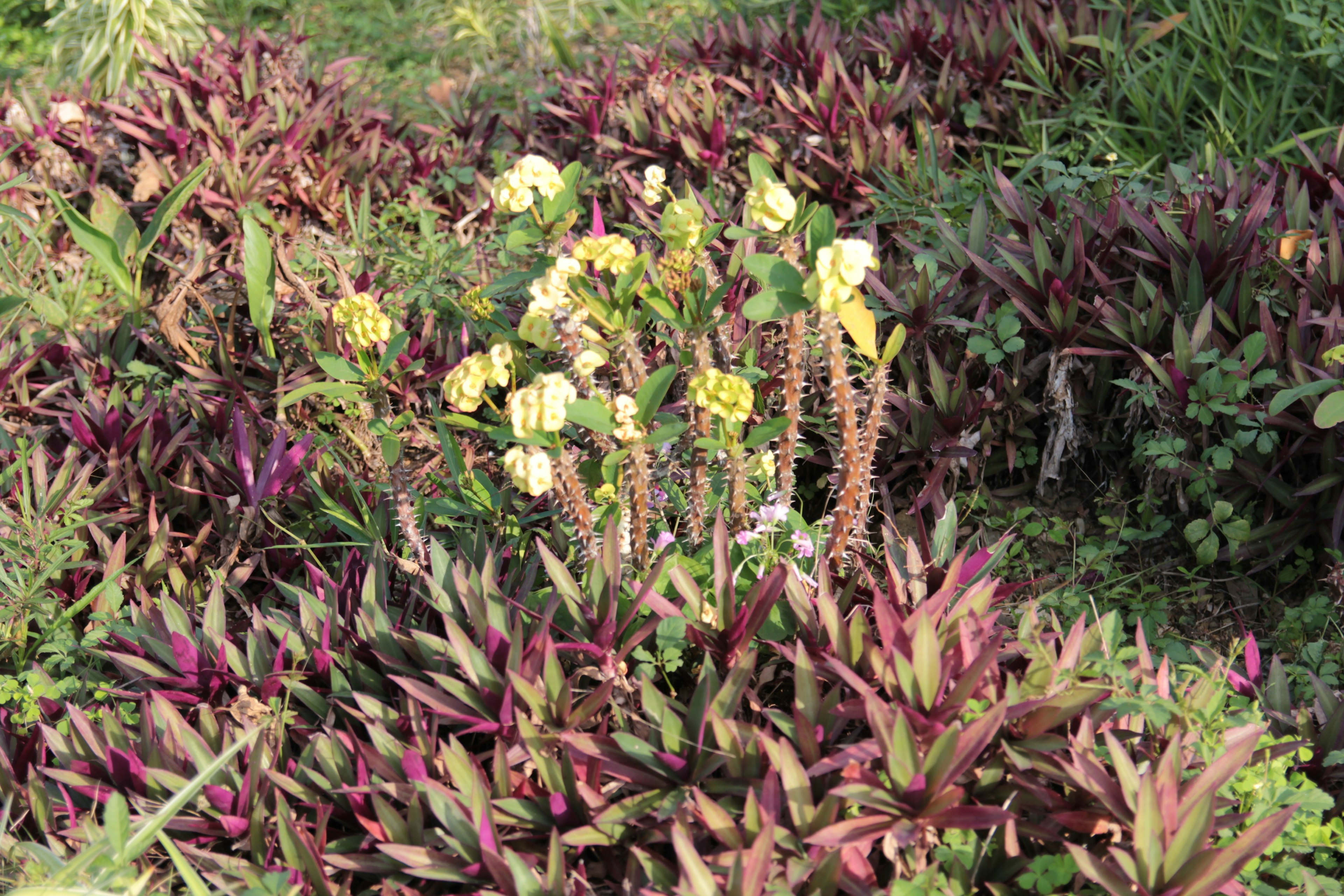 色とりどりの植物が生い茂る庭の風景 黄色い花と紫色の葉が特徴的