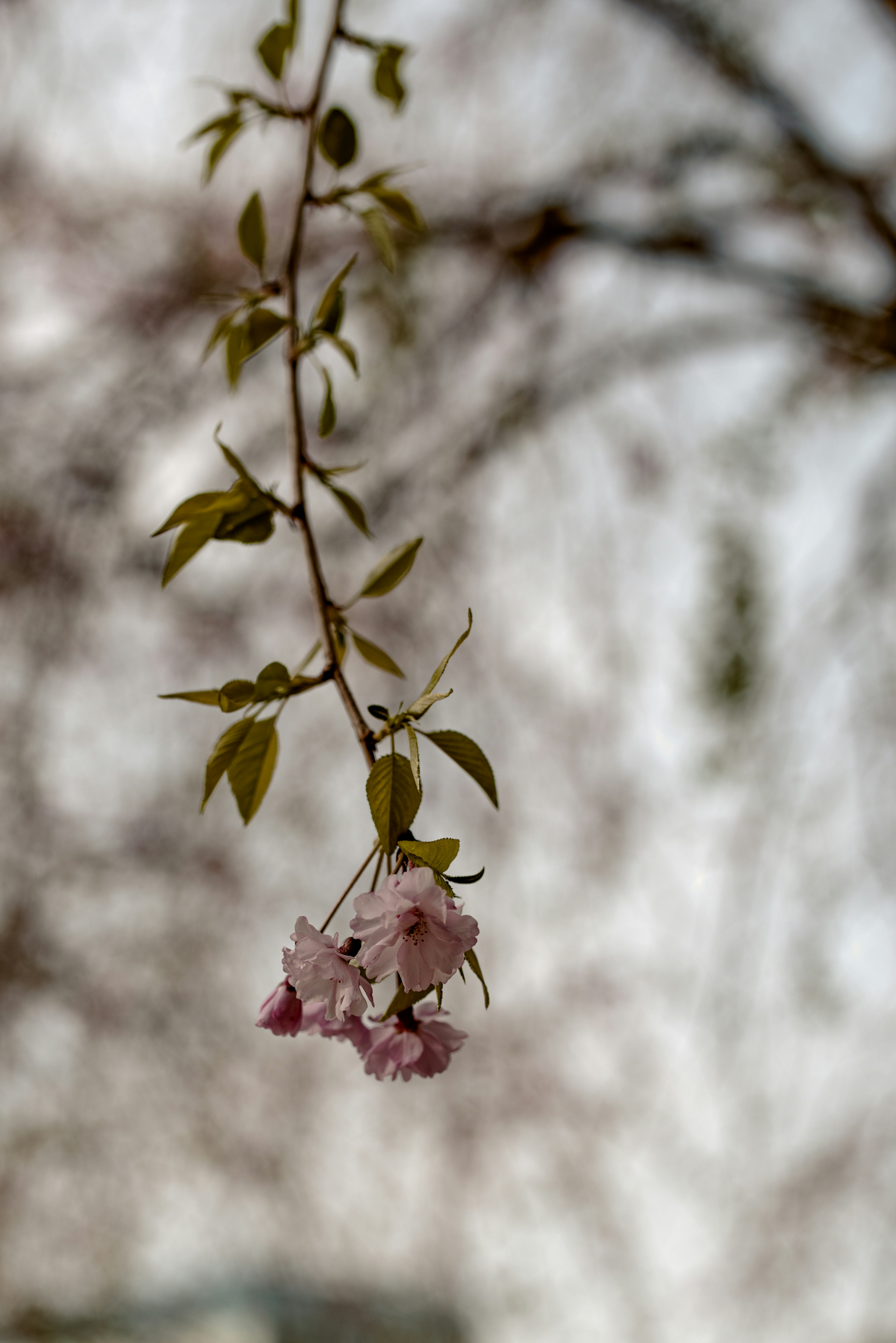 Delicate pink flowers hanging from a branch with a blurred background