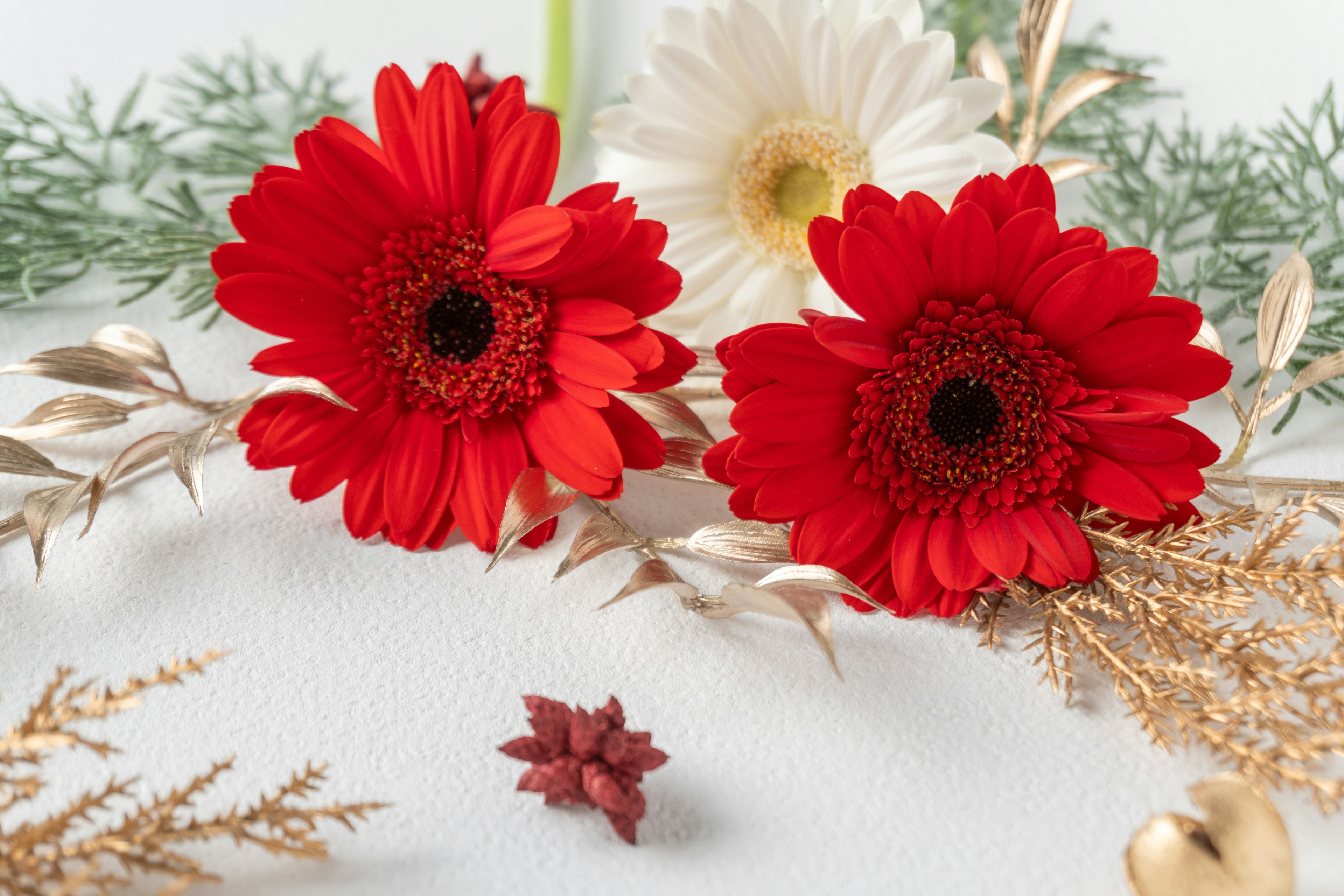 Gerbera merah cerah dengan susunan bunga putih