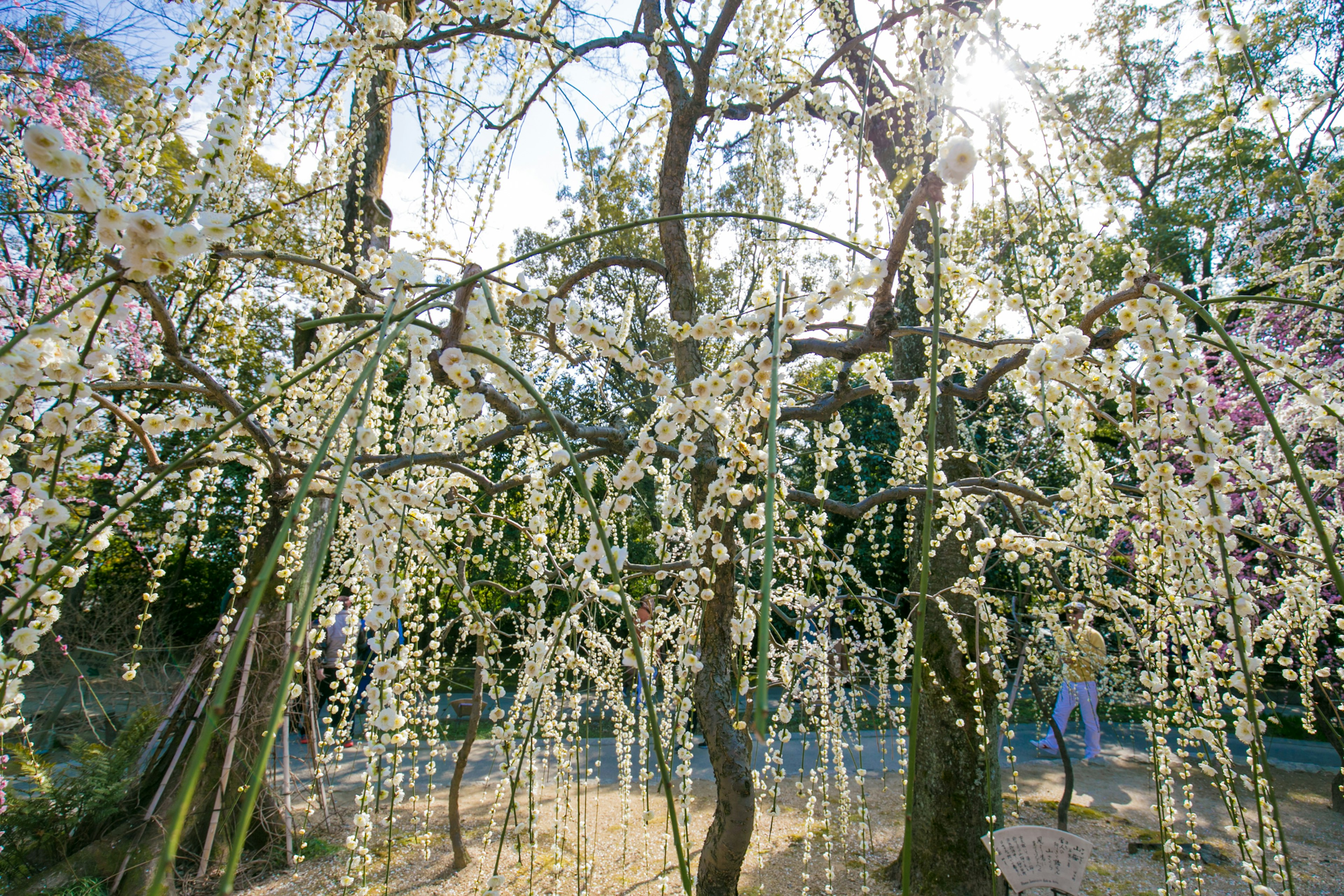 Un albero di ciliegio piangente adornato di fiori bianchi illuminato dalla luce del sole