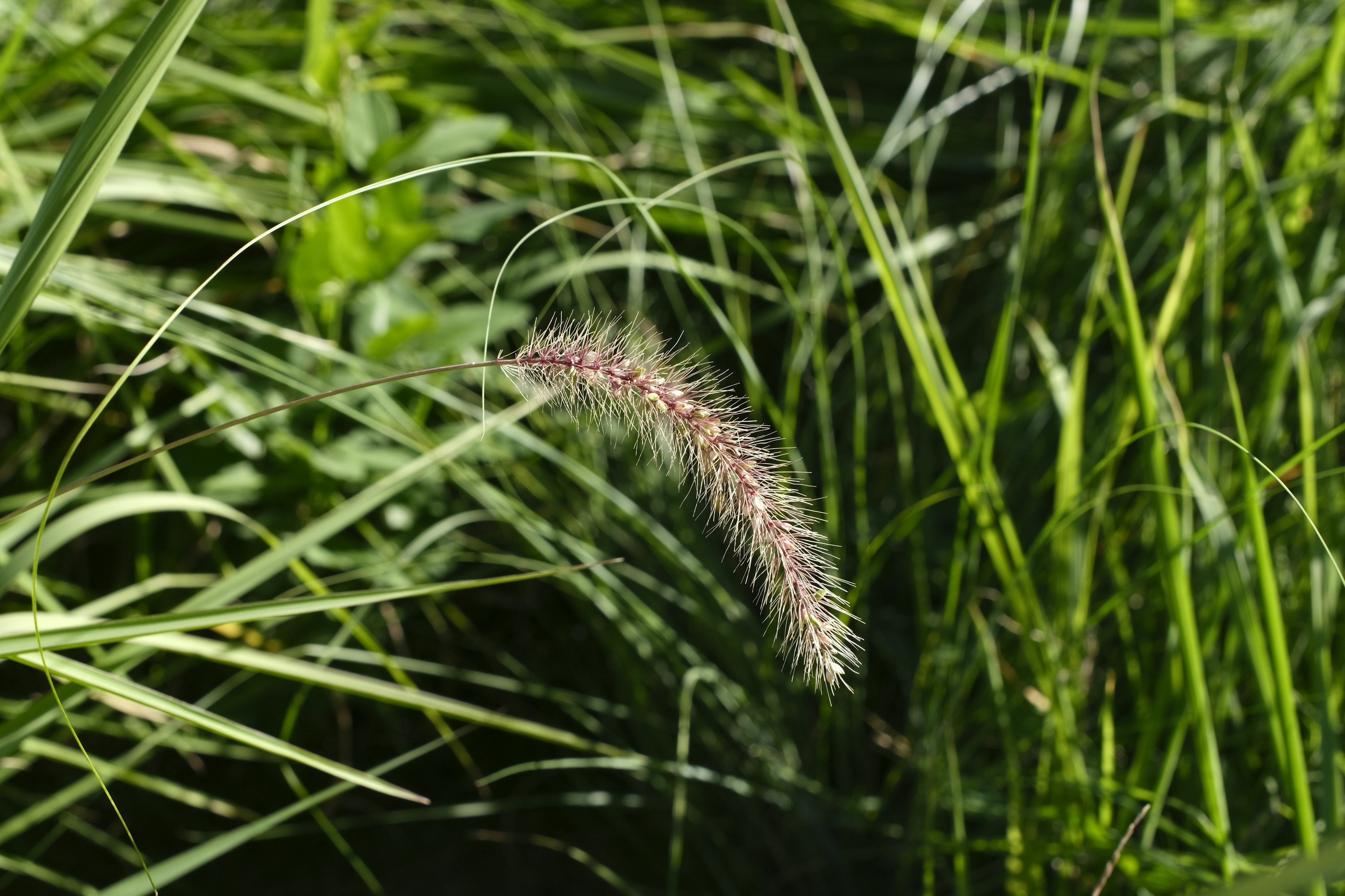 緑の草の間にある柔らかい毛のような穂