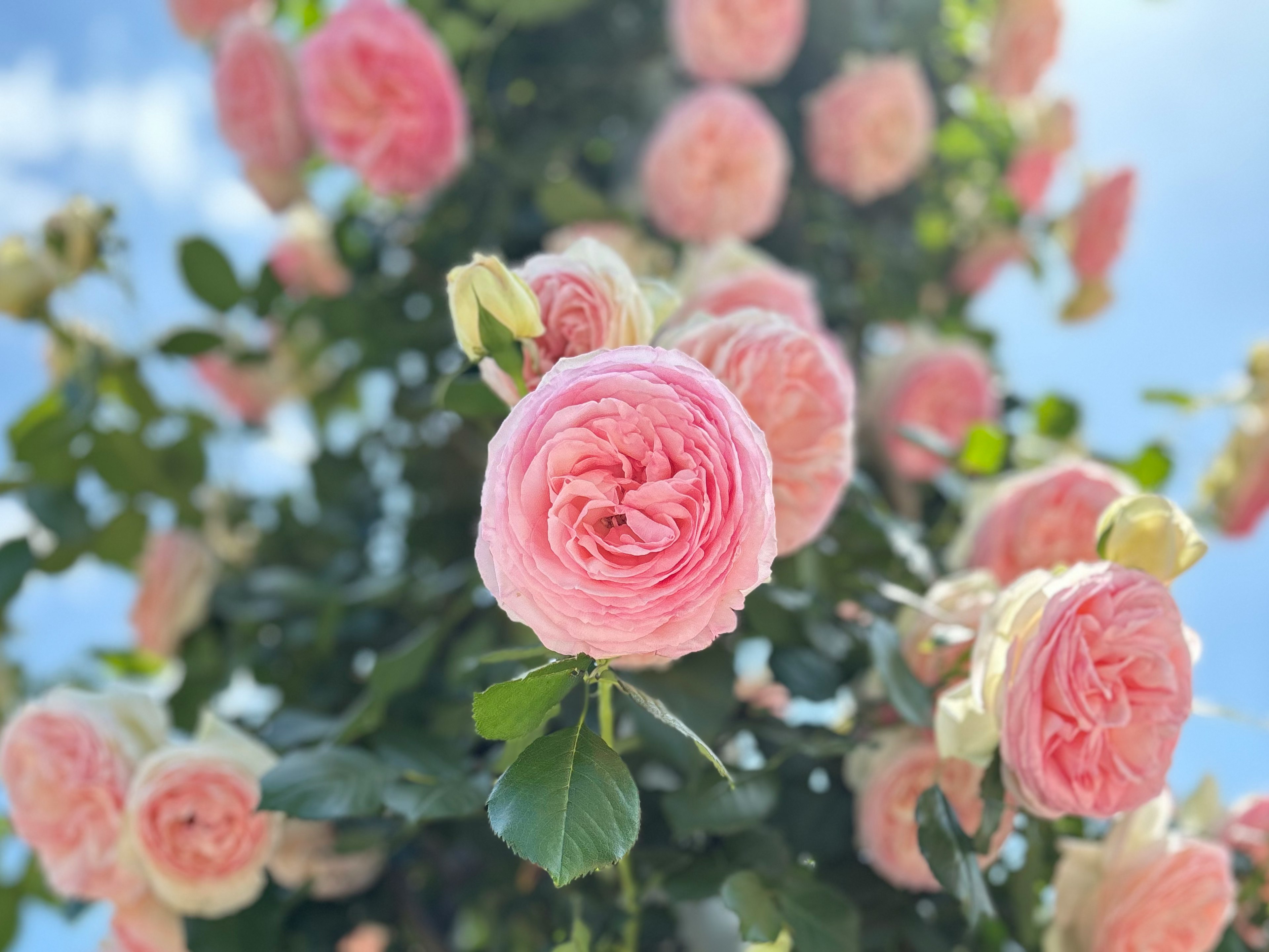 ピンクのバラが咲く緑の植物のクローズアップ