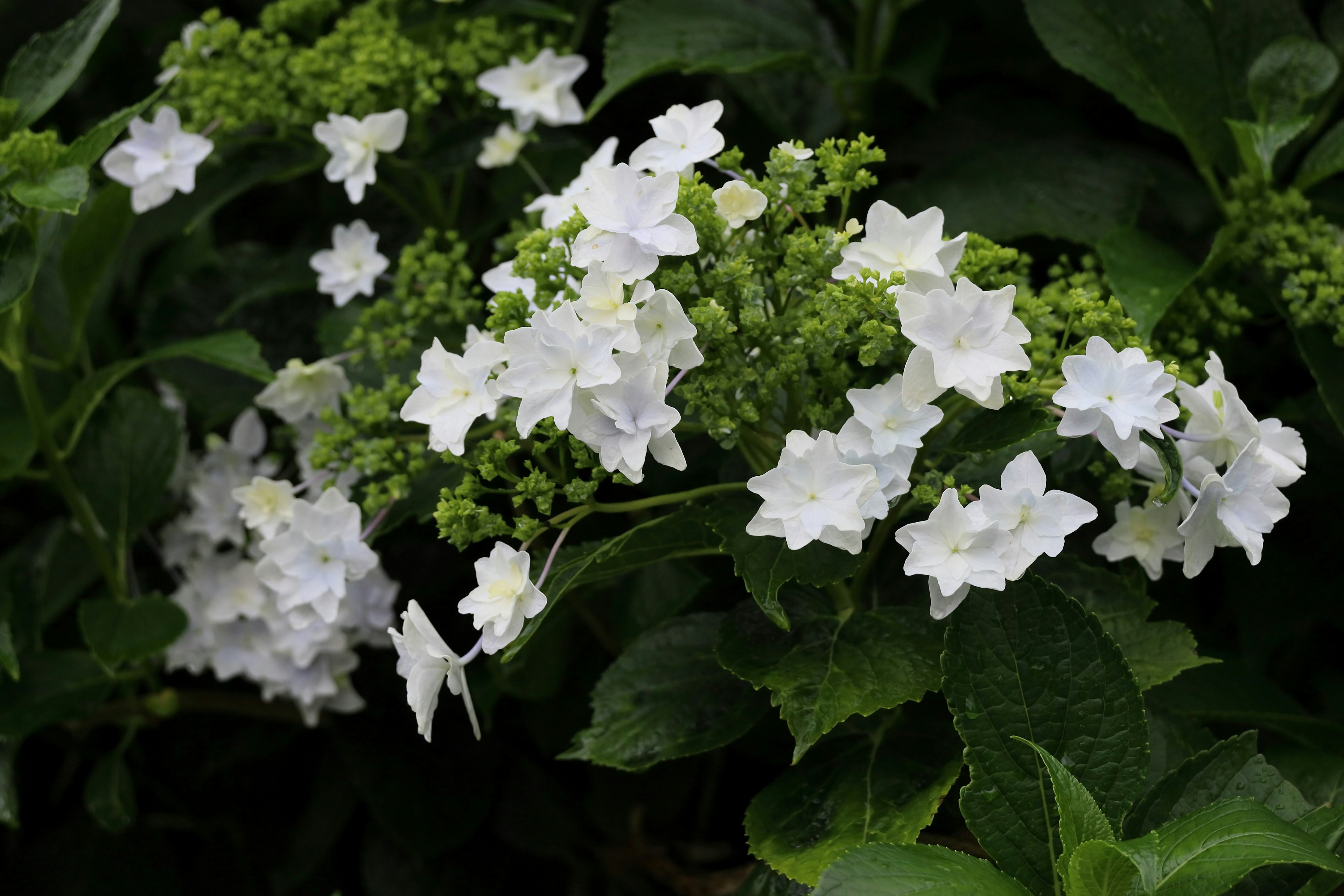 Cluster of white flowers among green leaves