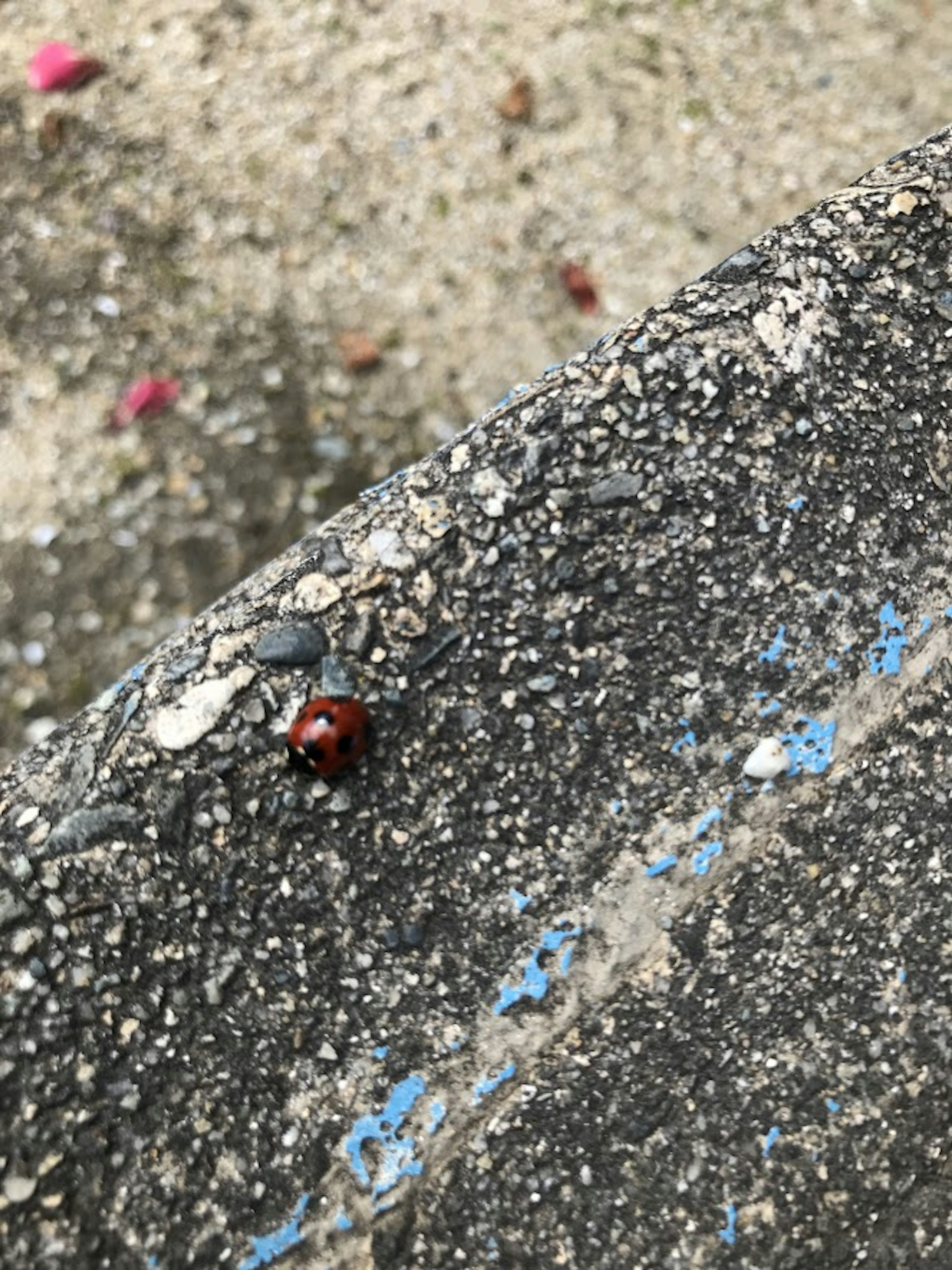 A red ladybug on a concrete surface