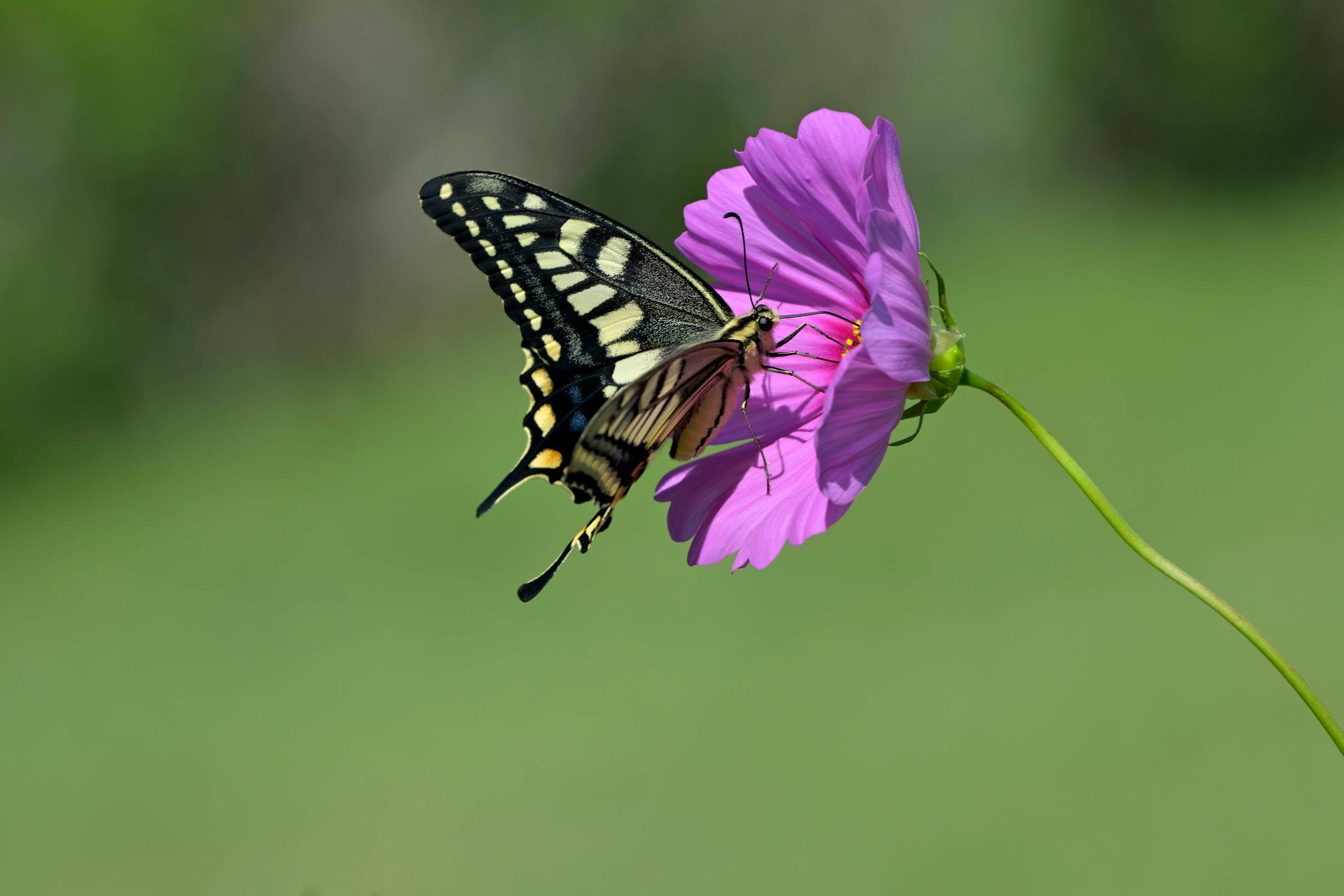 Farfalla nera e gialla appollaiata su un fiore viola