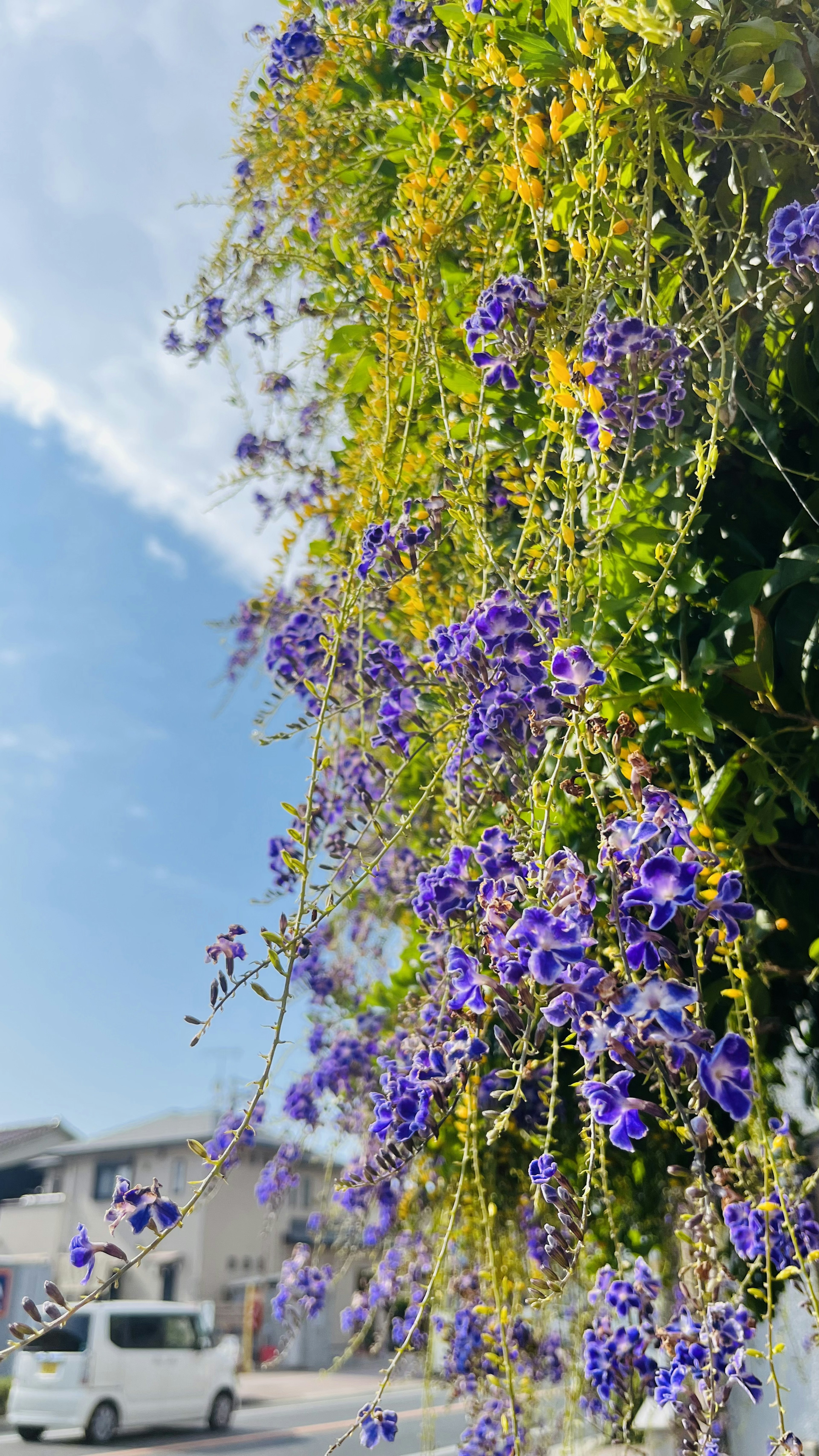 紫色の花が咲く緑の壁と青い空