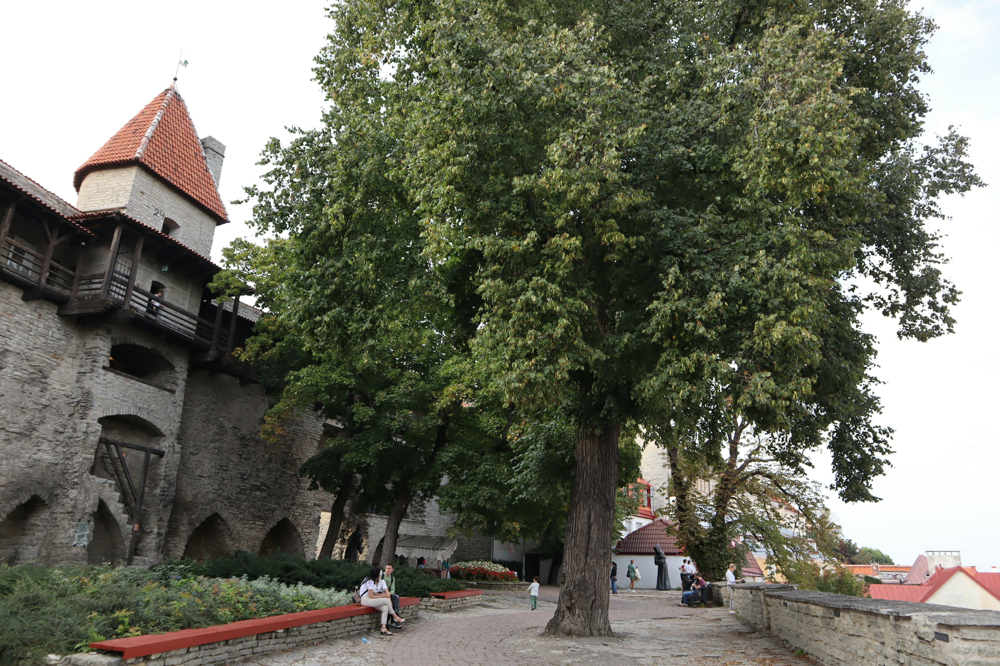 Paysage historique avec un mur en pierre et un grand arbre