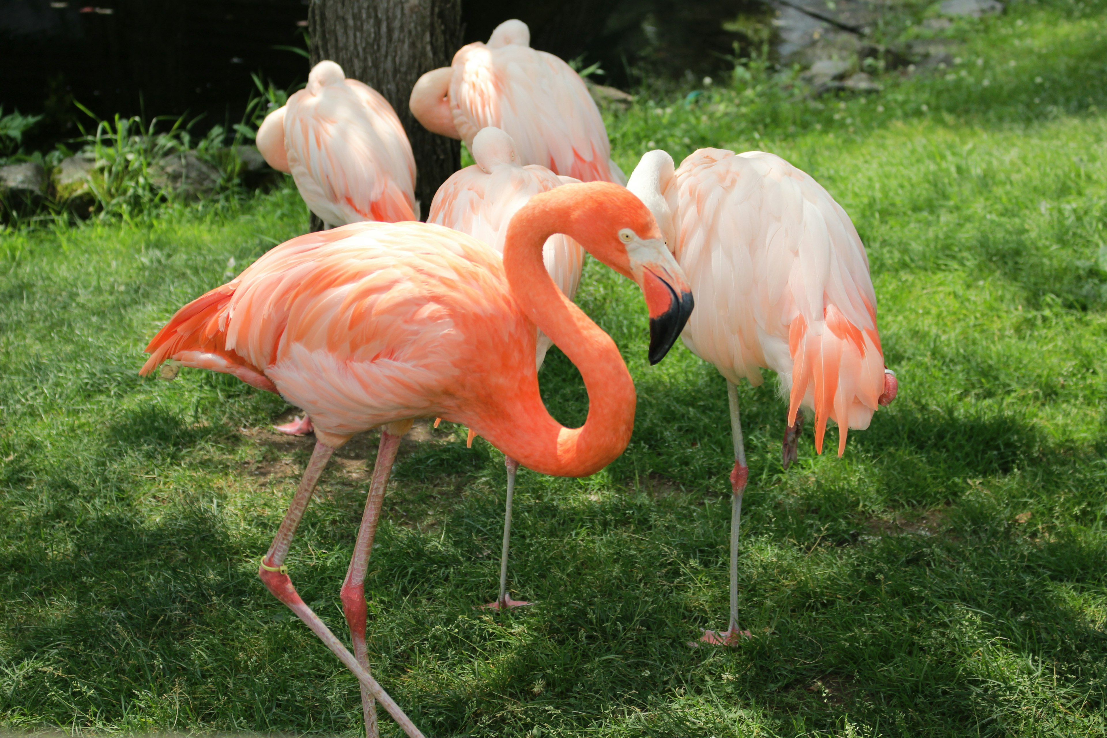 A group of flamingos standing on green grass One flamingo bending its neck