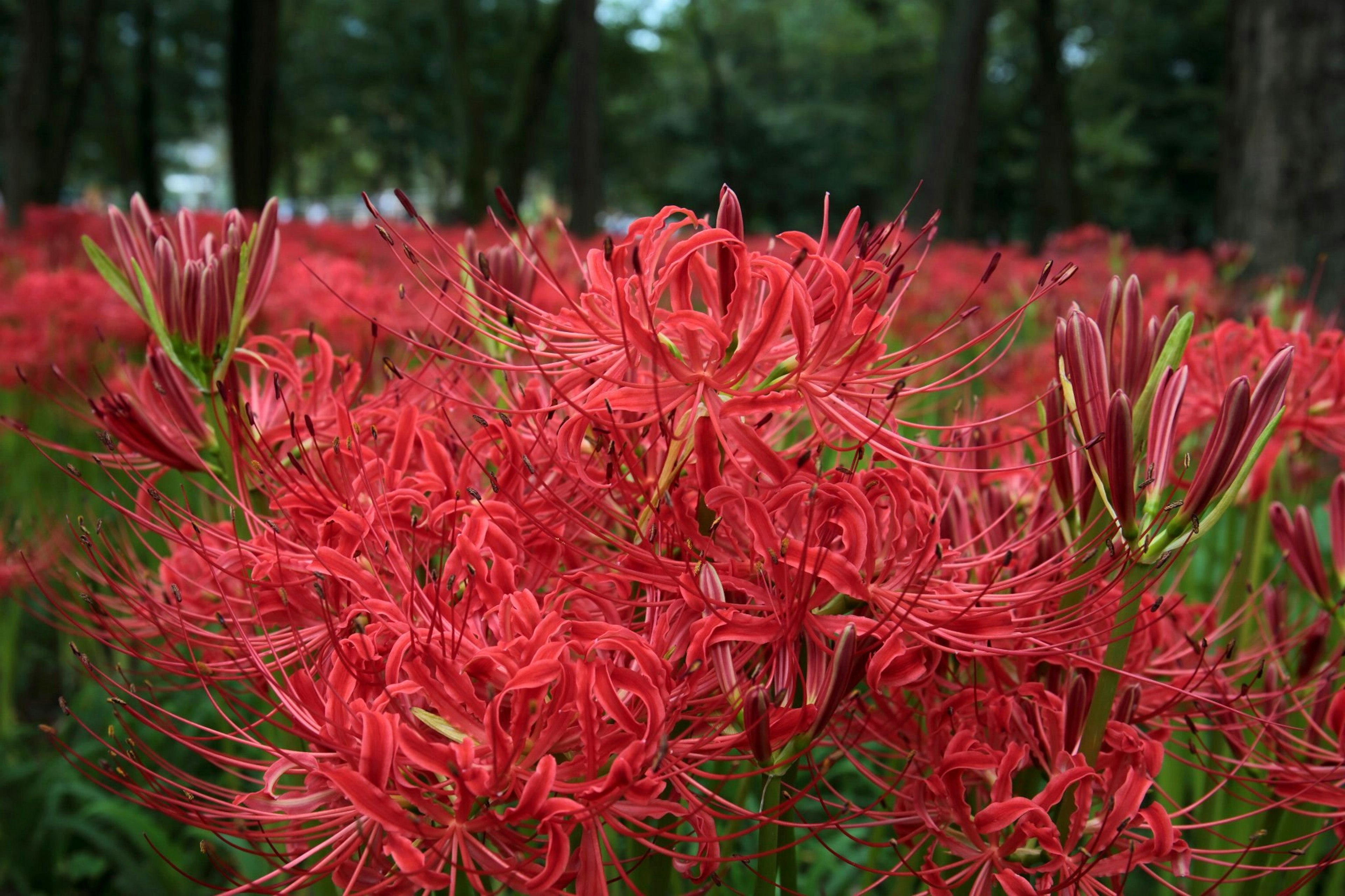 A field of vibrant red spider lilies in bloom