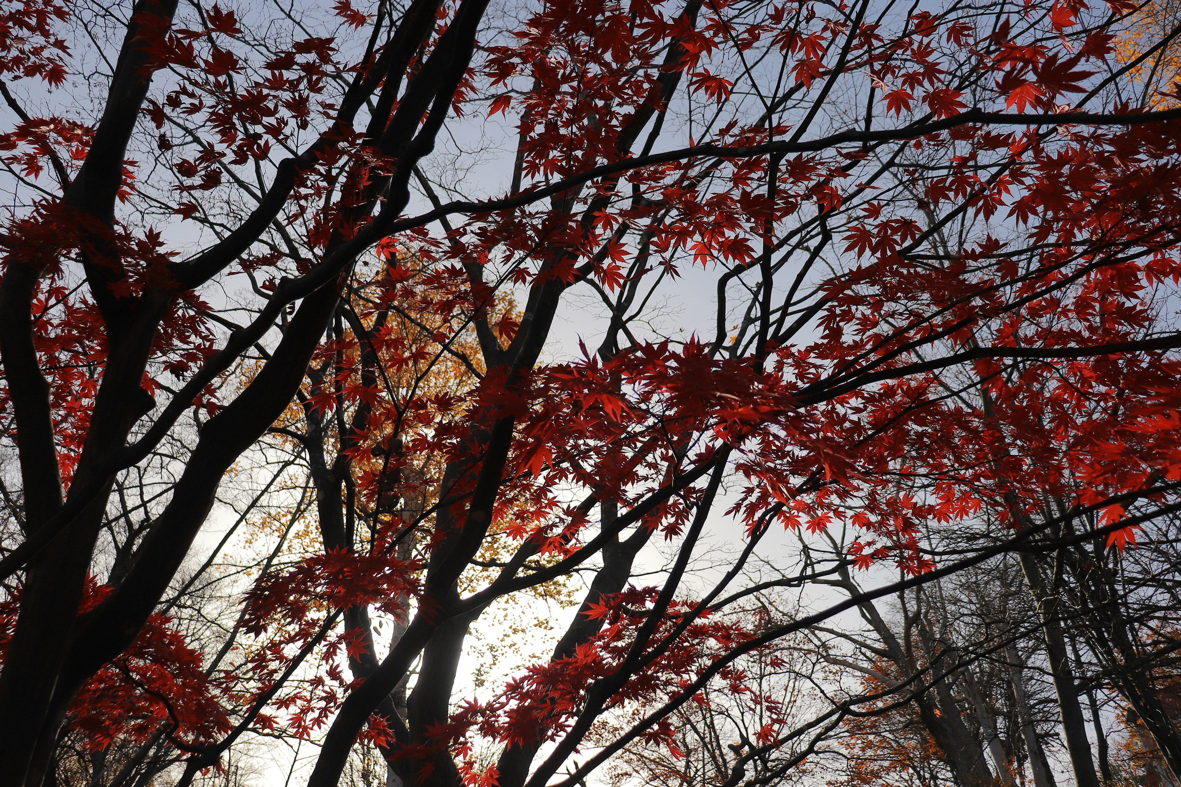 秋の紅葉が映える木々のシルエットと曇り空の背景