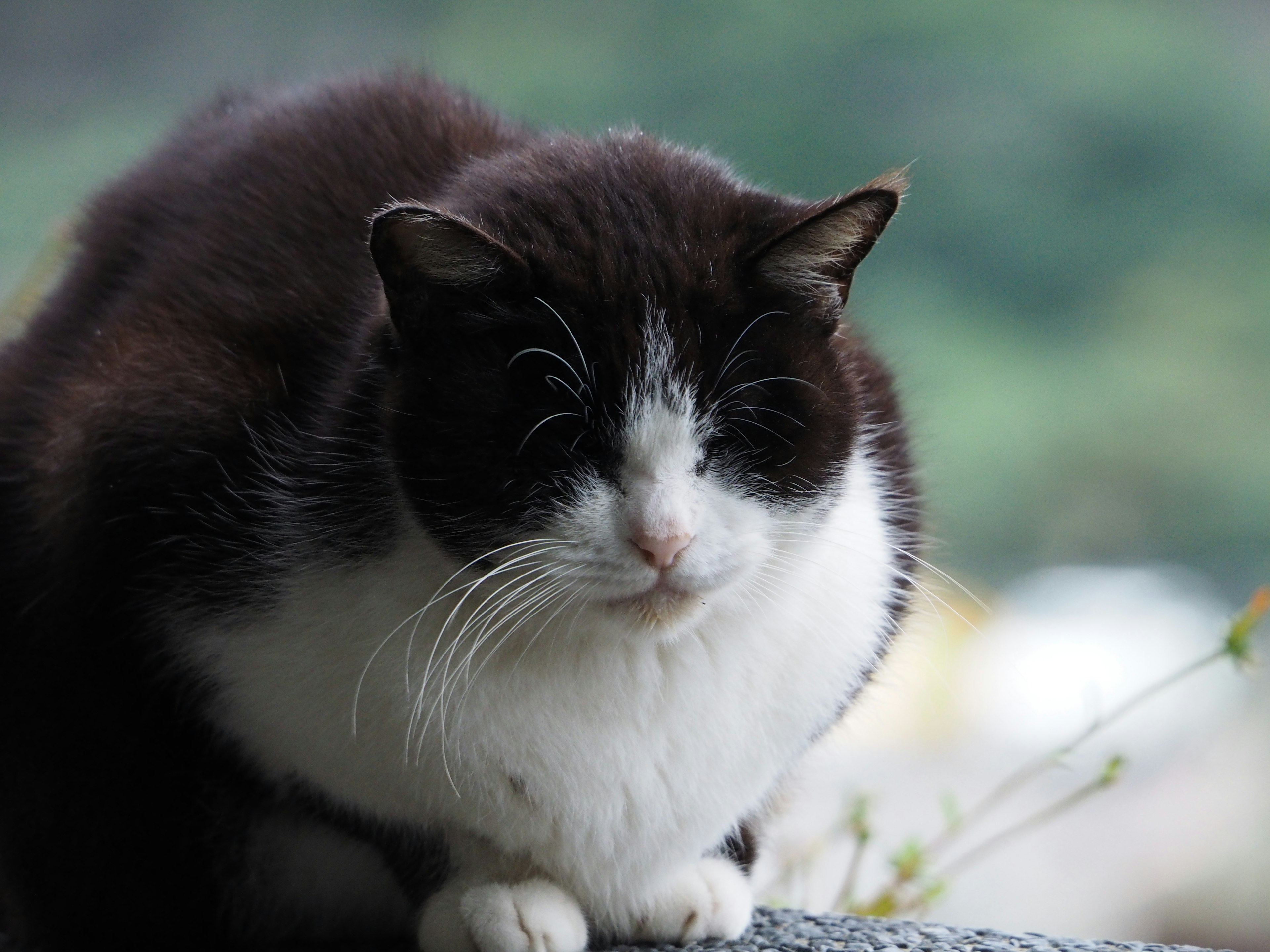 Seekor kucing hitam putih duduk tenang dengan ekspresi tenang