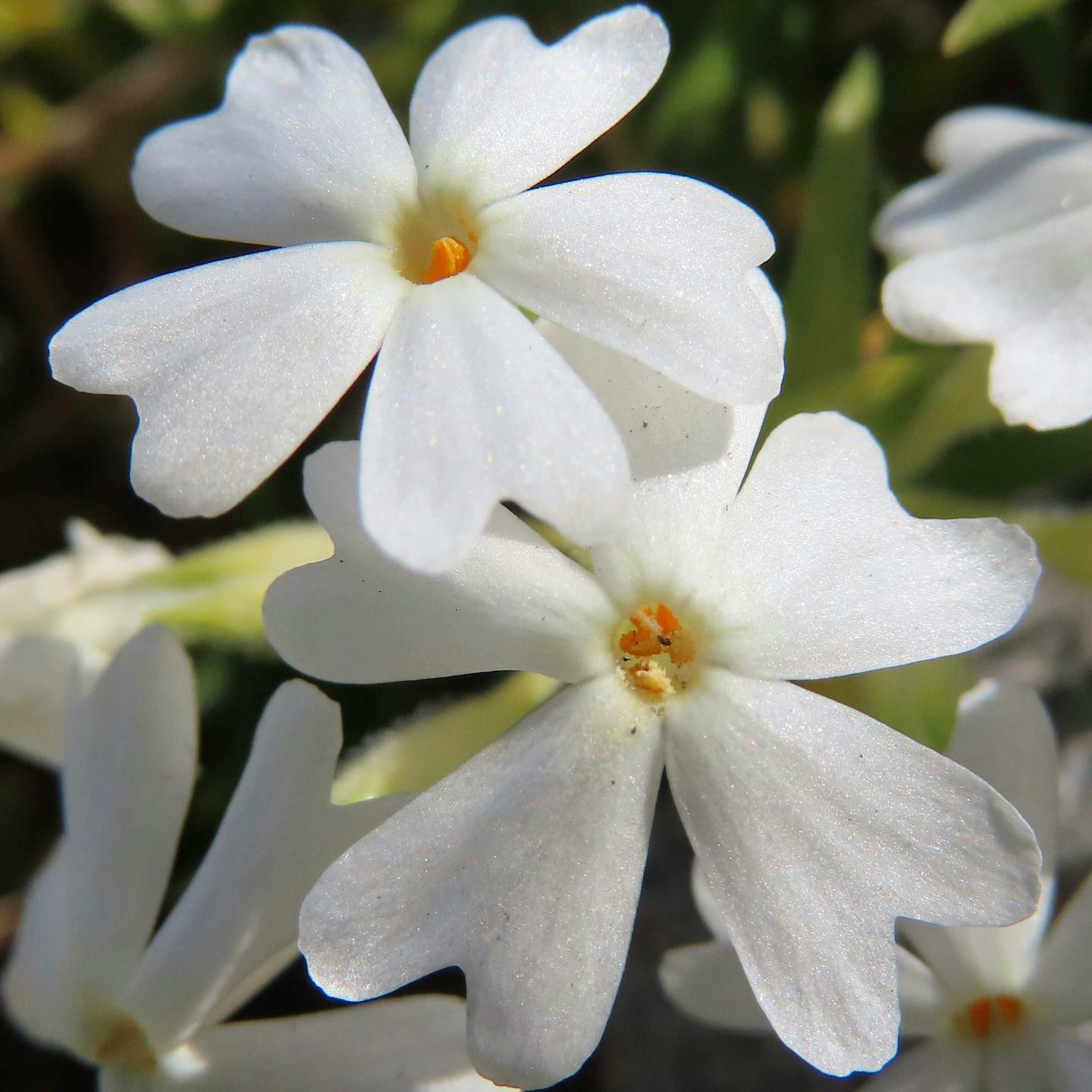 Ansammlung kleiner weißer Blumen mit orangefarbenen Zentren