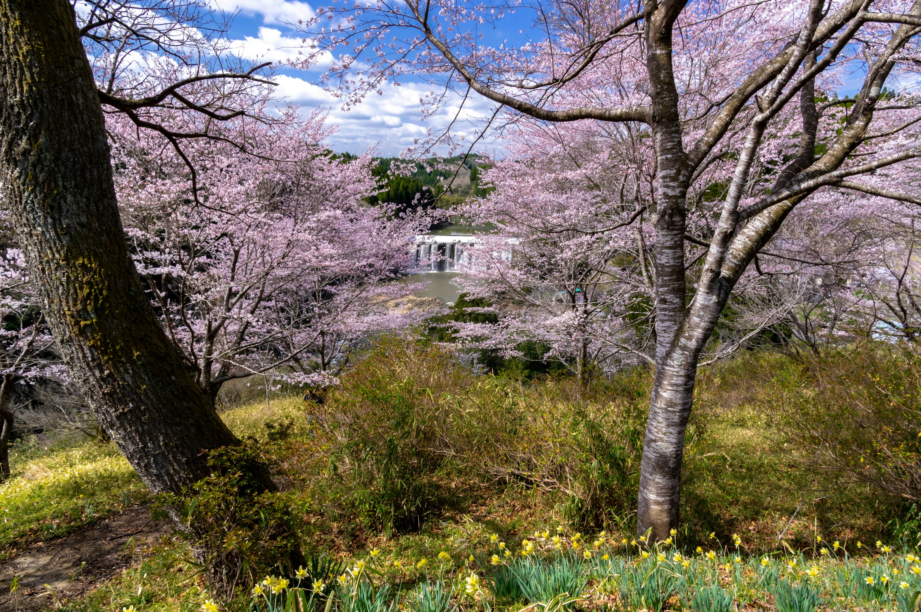 Vue pittoresque d'arbres en fleurs sous un ciel bleu clair