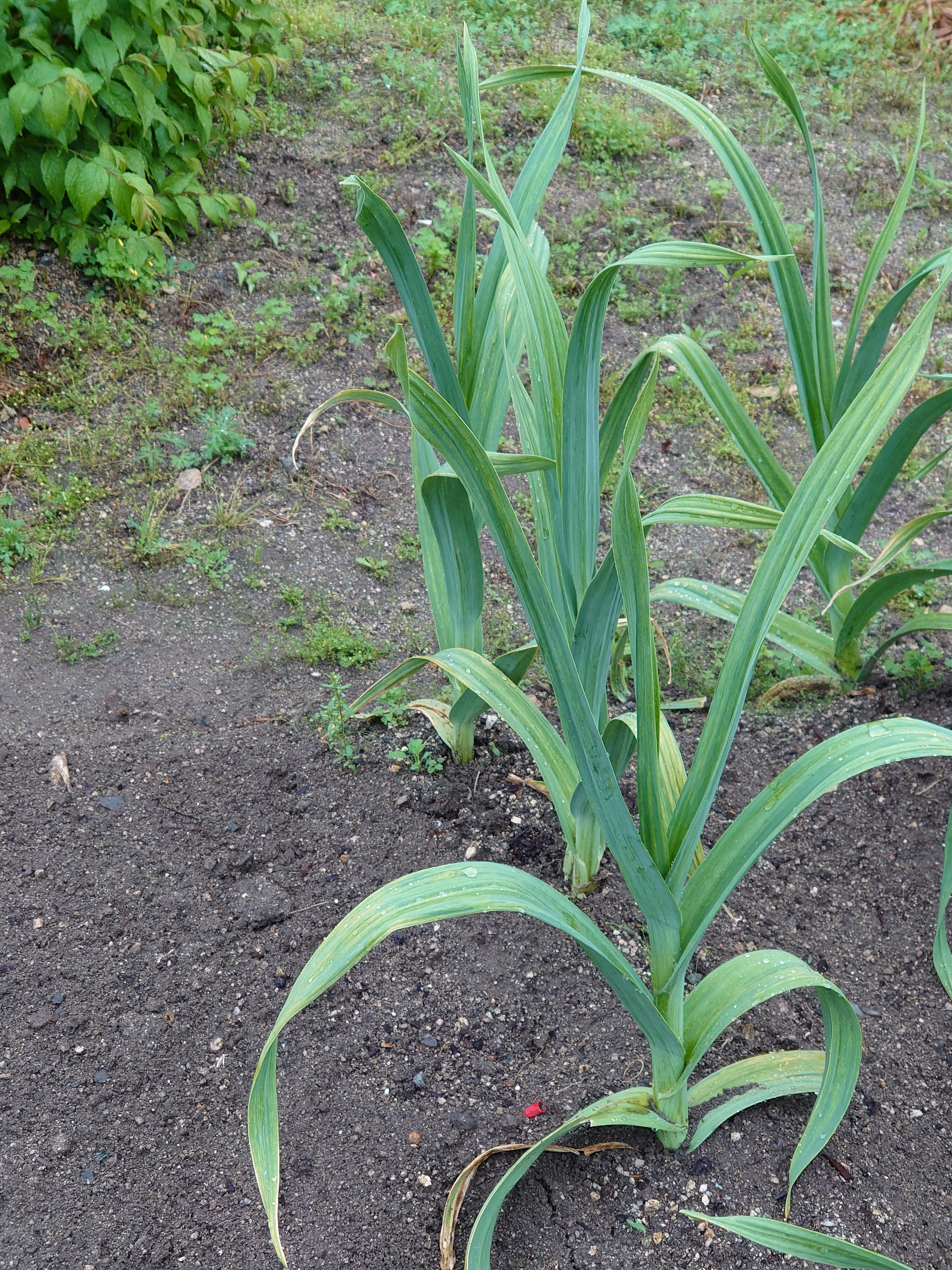 緑色の葉を持つ大きなニンニクの植物が土の上に立っている