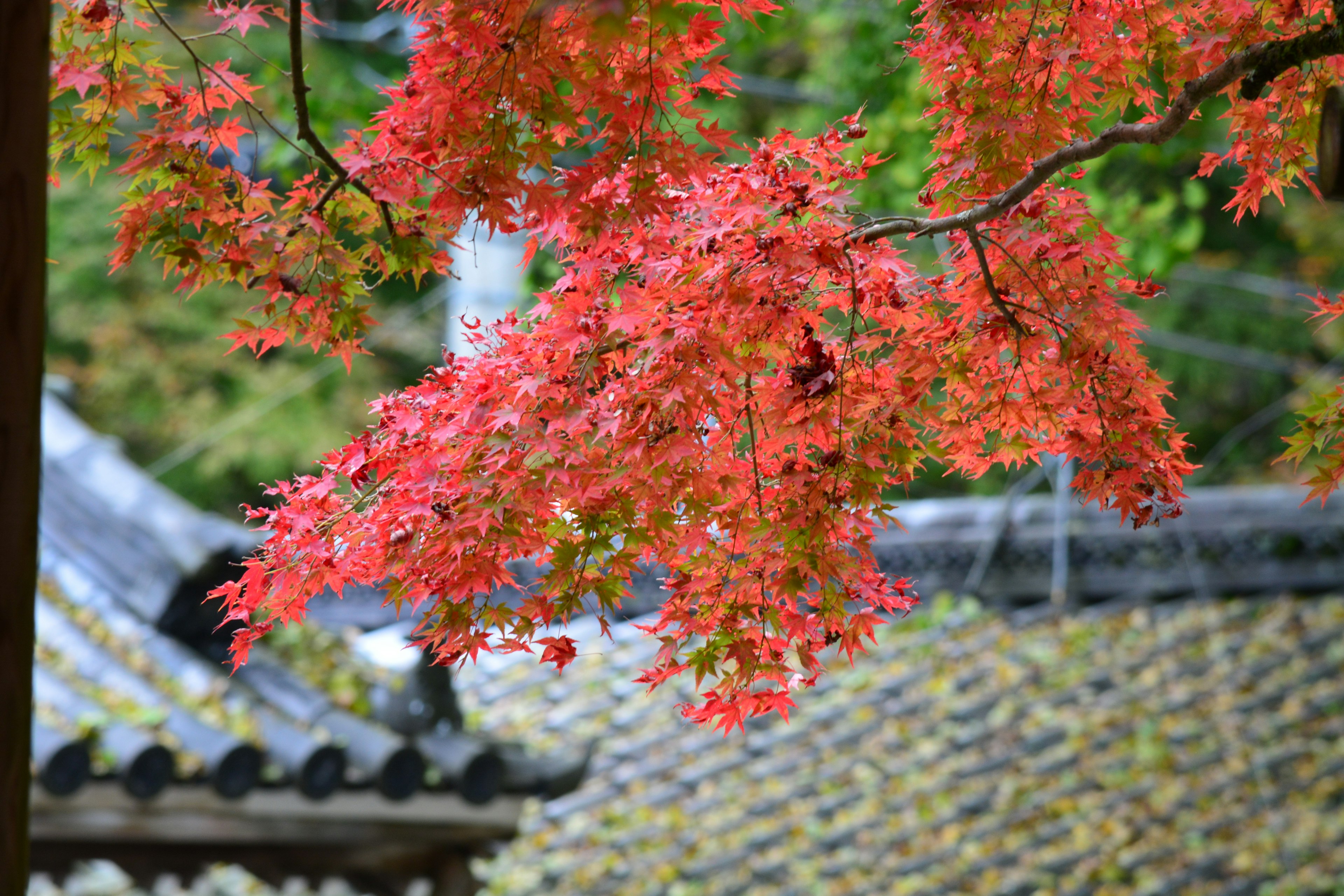 赤い紅葉が美しい日本の風景