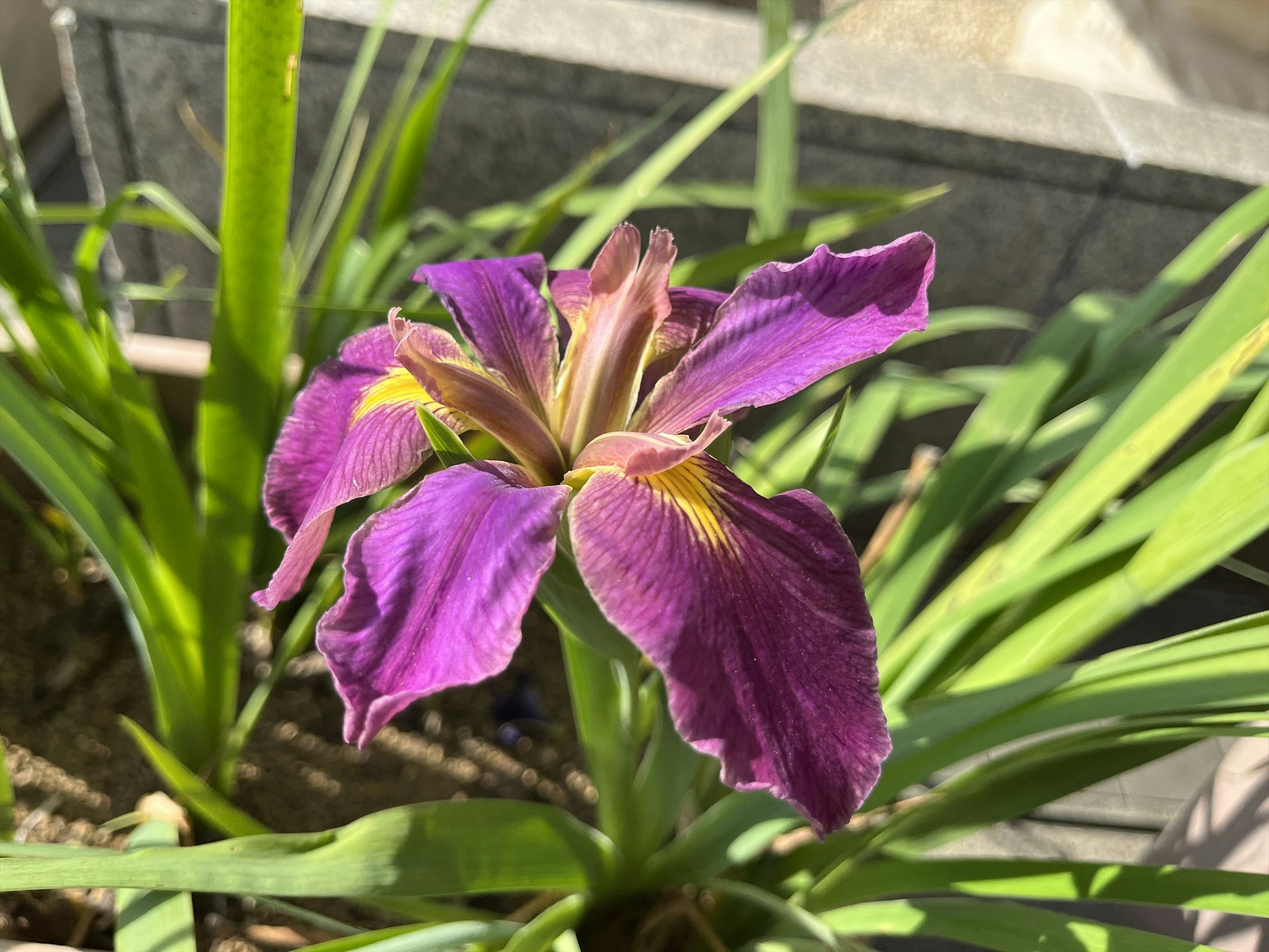 Gros plan d'une fleur violette vibrante avec des accents jaunes entourée de feuilles vertes