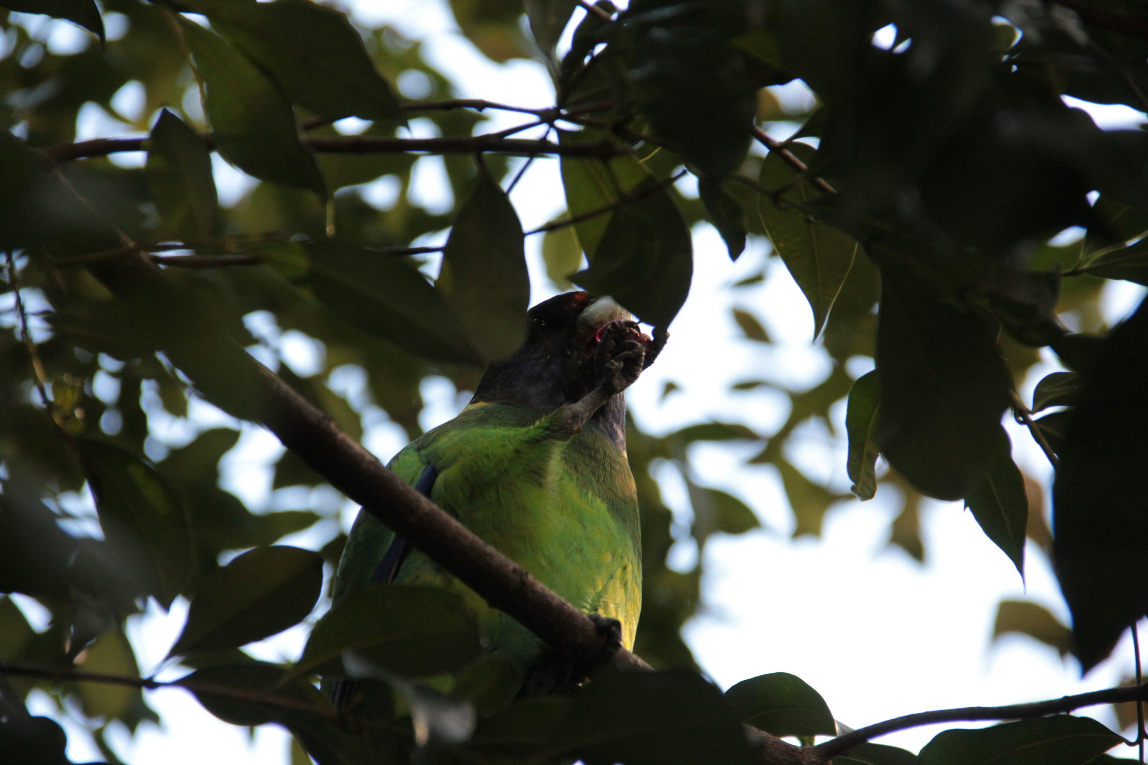 緑色の羽を持つ鳥が木の葉の間にいる