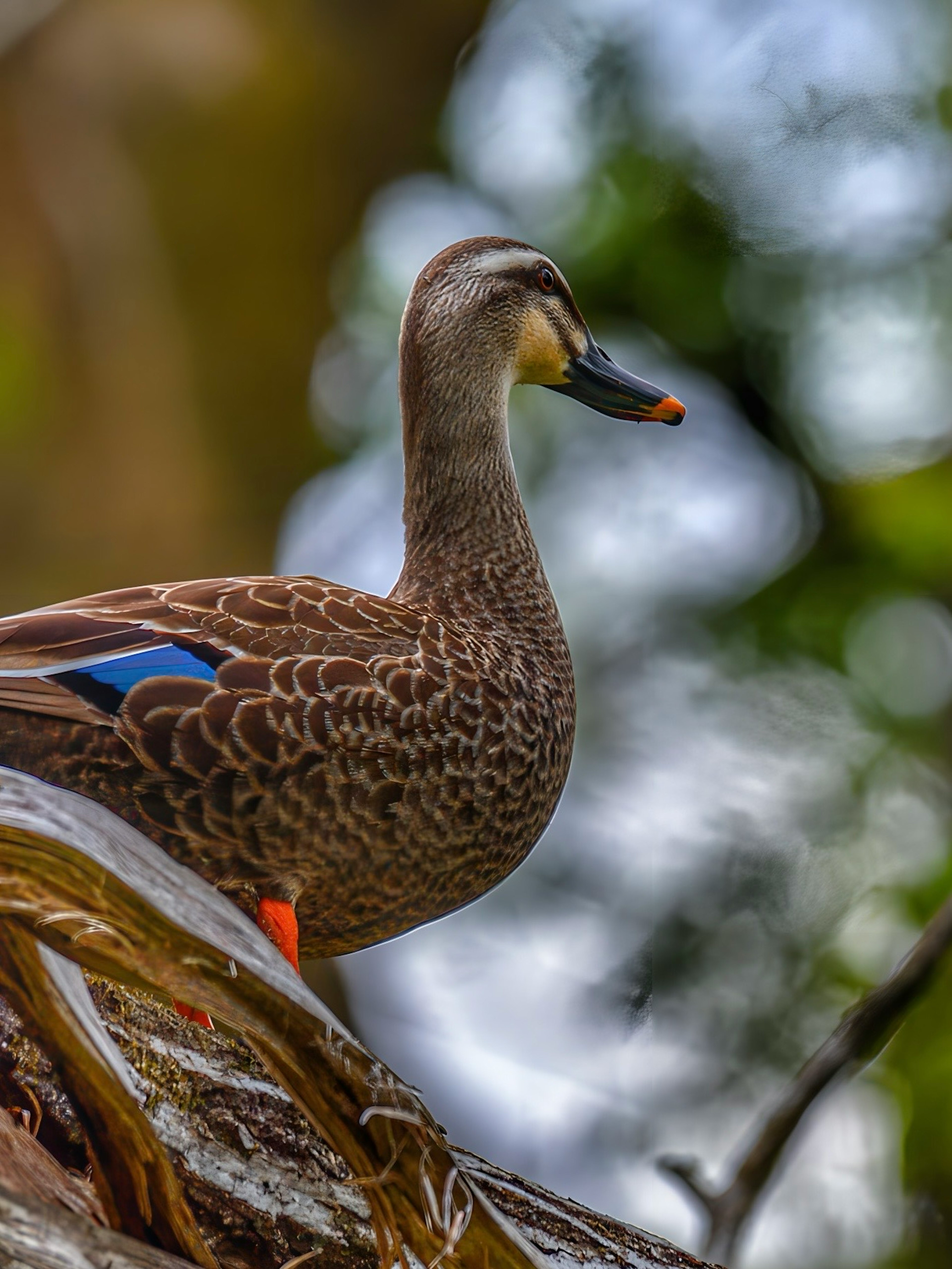 木の上にいるアヒルの横顔 鳥の羽の模様と色合いが美しい