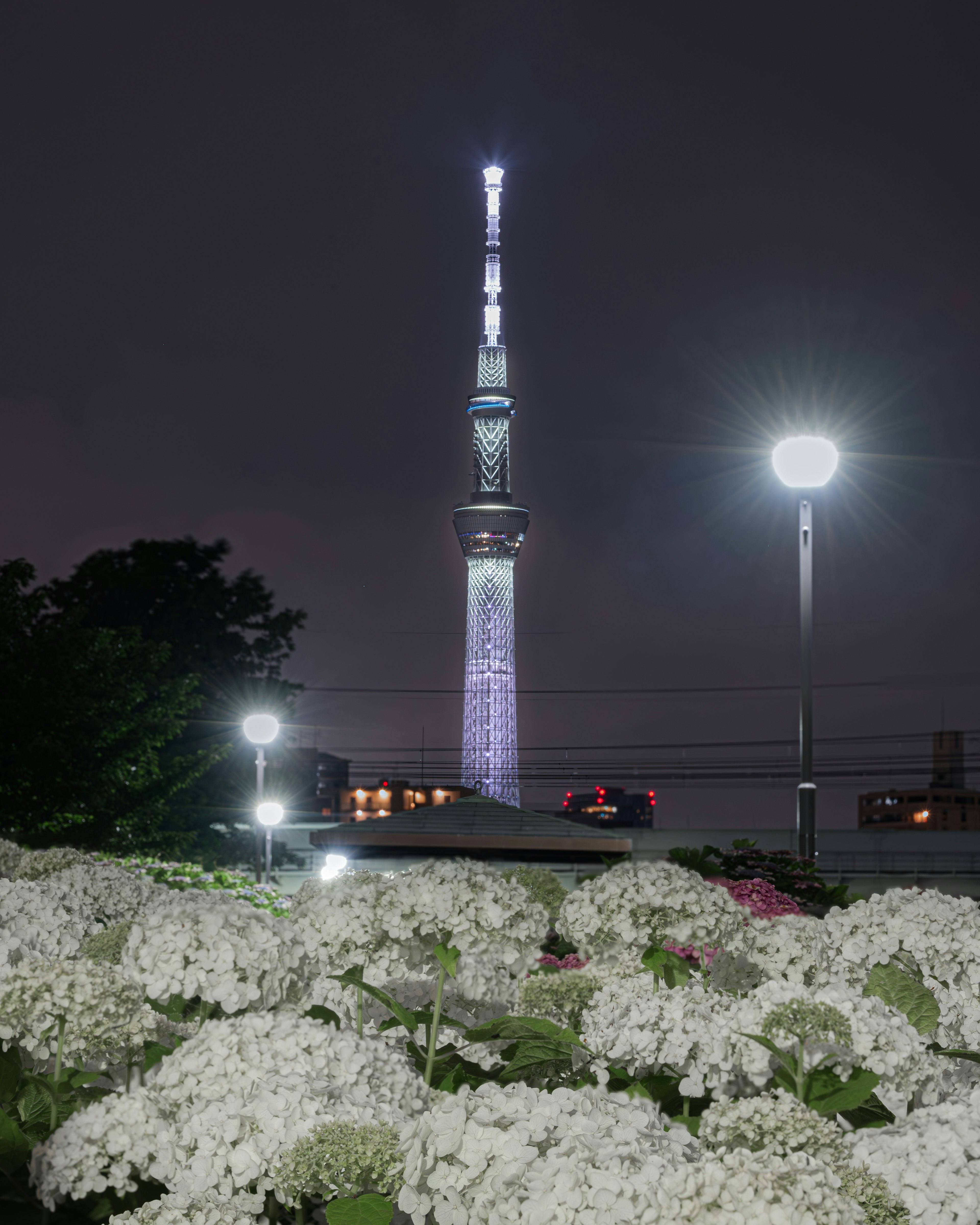 夜の東京スカイツリーと白い花の前景