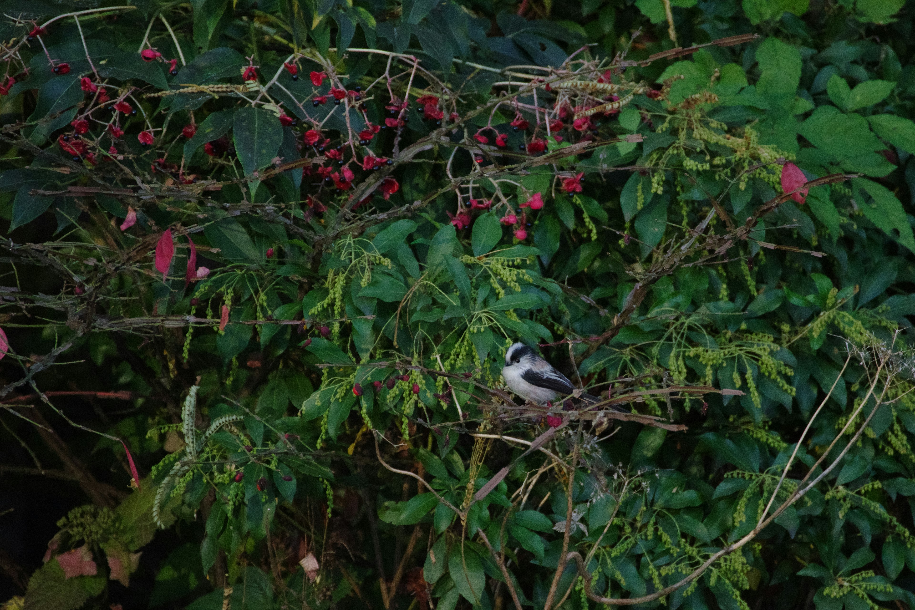 Un petit oiseau caché parmi des feuilles vertes et des baies rouges