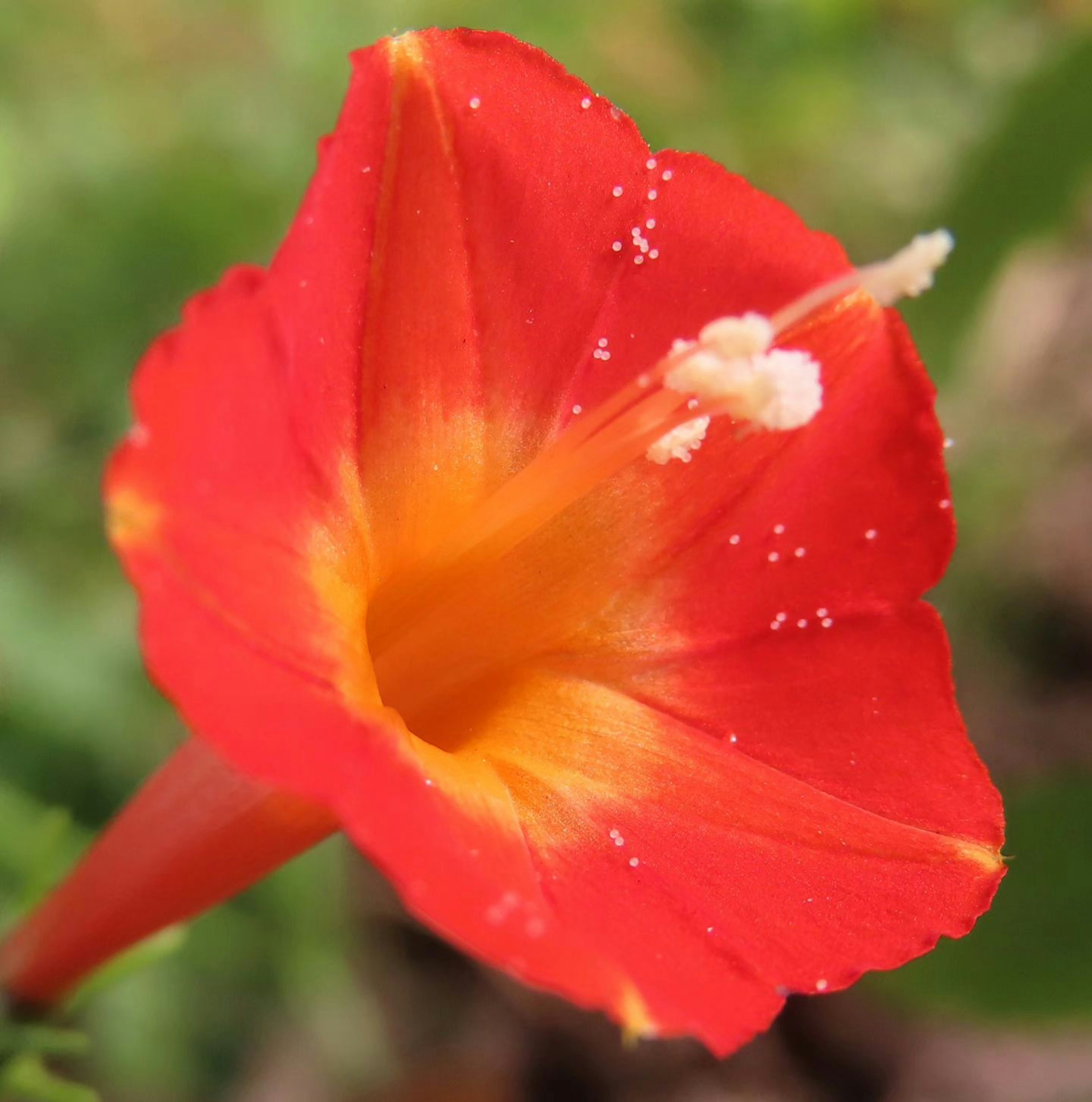 Flor roja vibrante con pétalos centrales amarillos