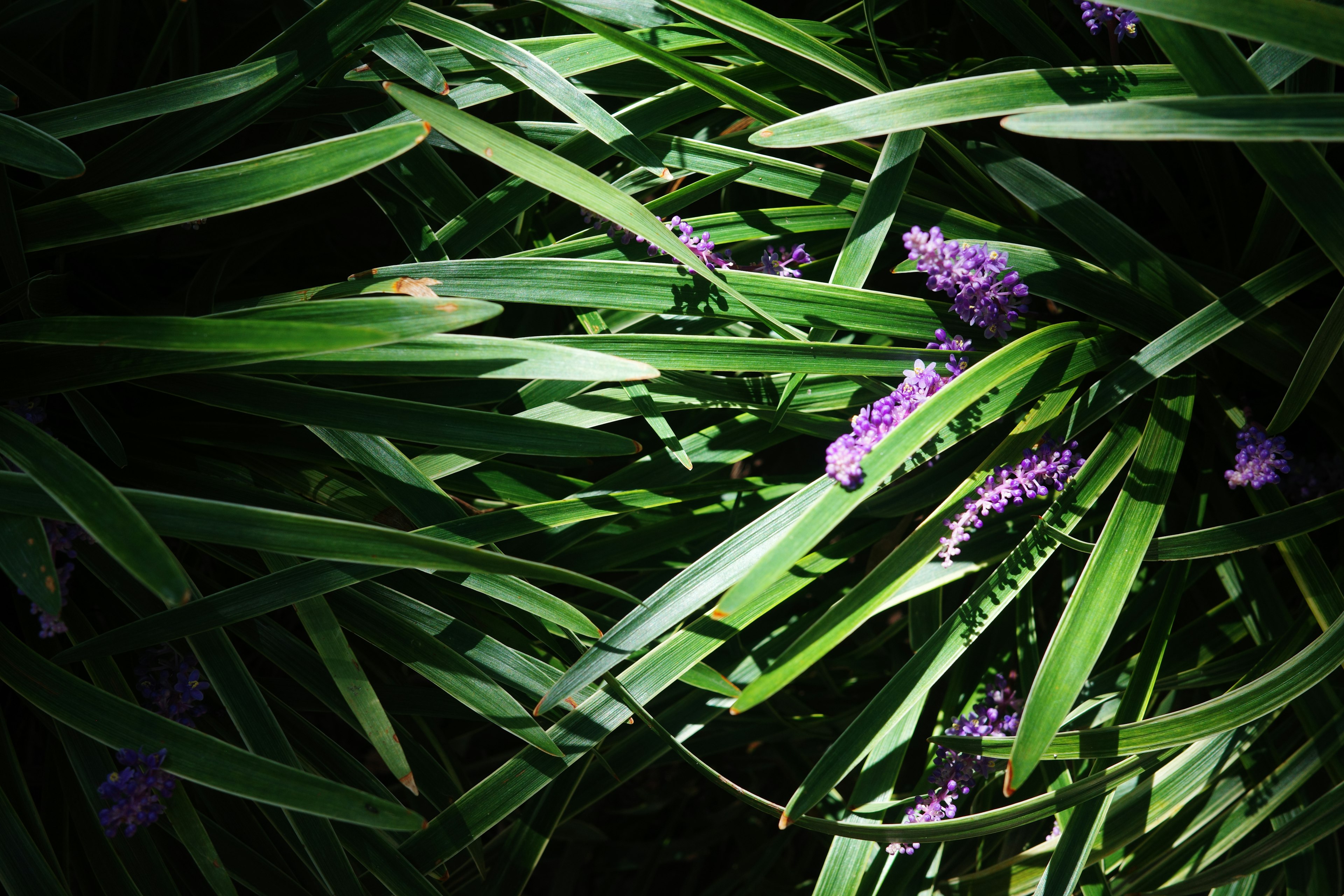 A close-up of green leaves intertwined with purple flowers