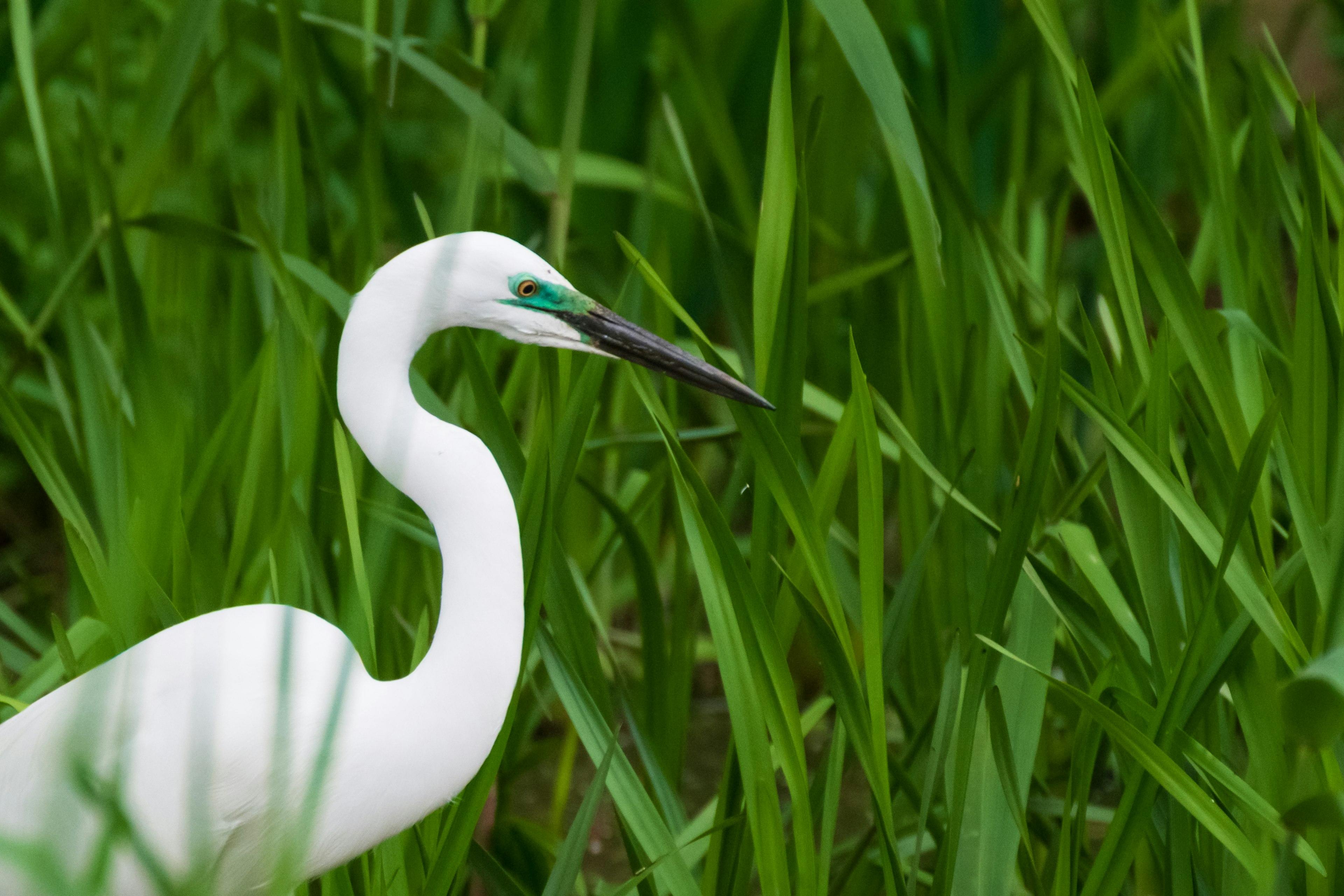 Un héron blanc se tenant parmi des herbes vertes luxuriantes