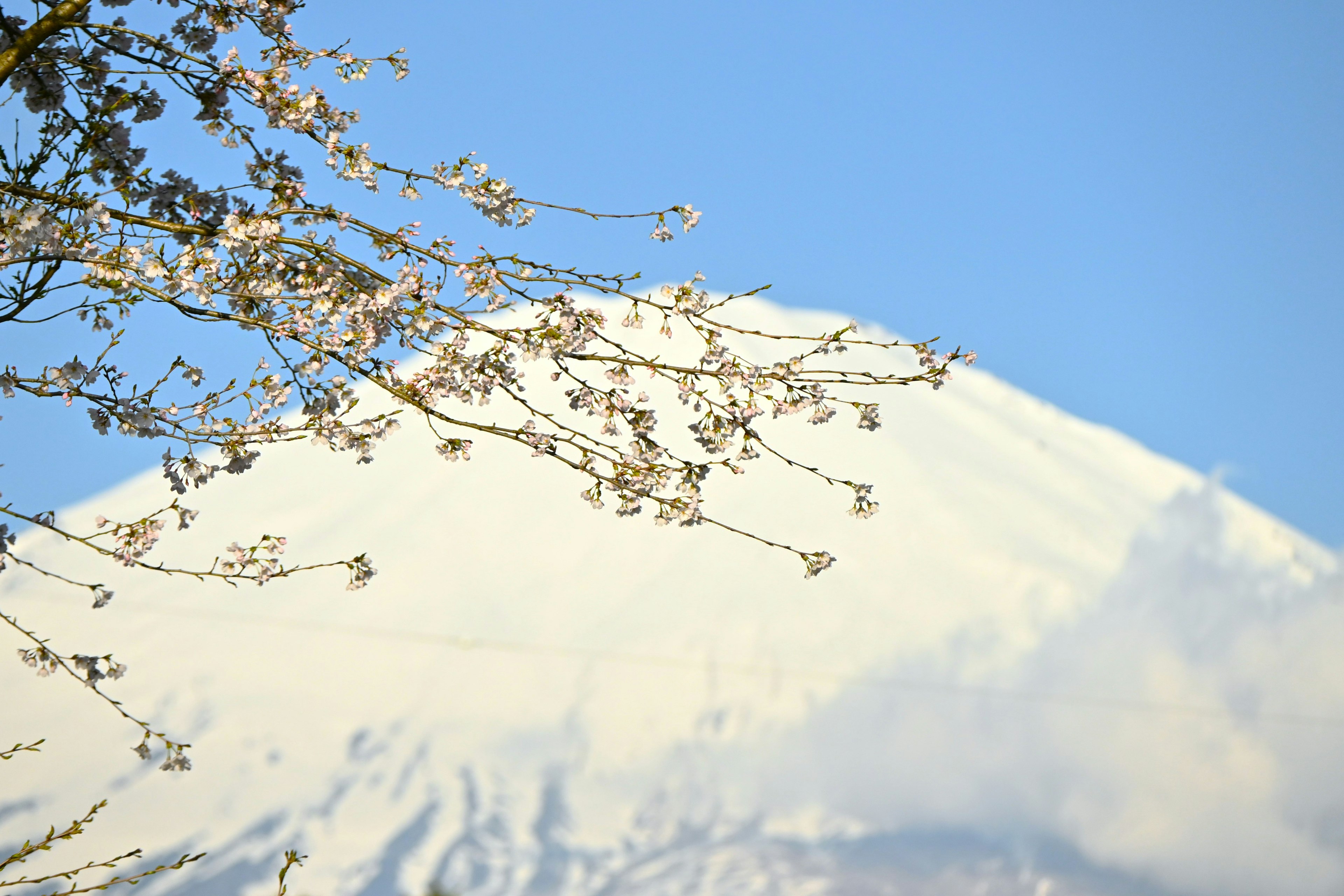 Gunung Fuji dengan bunga sakura di latar depan