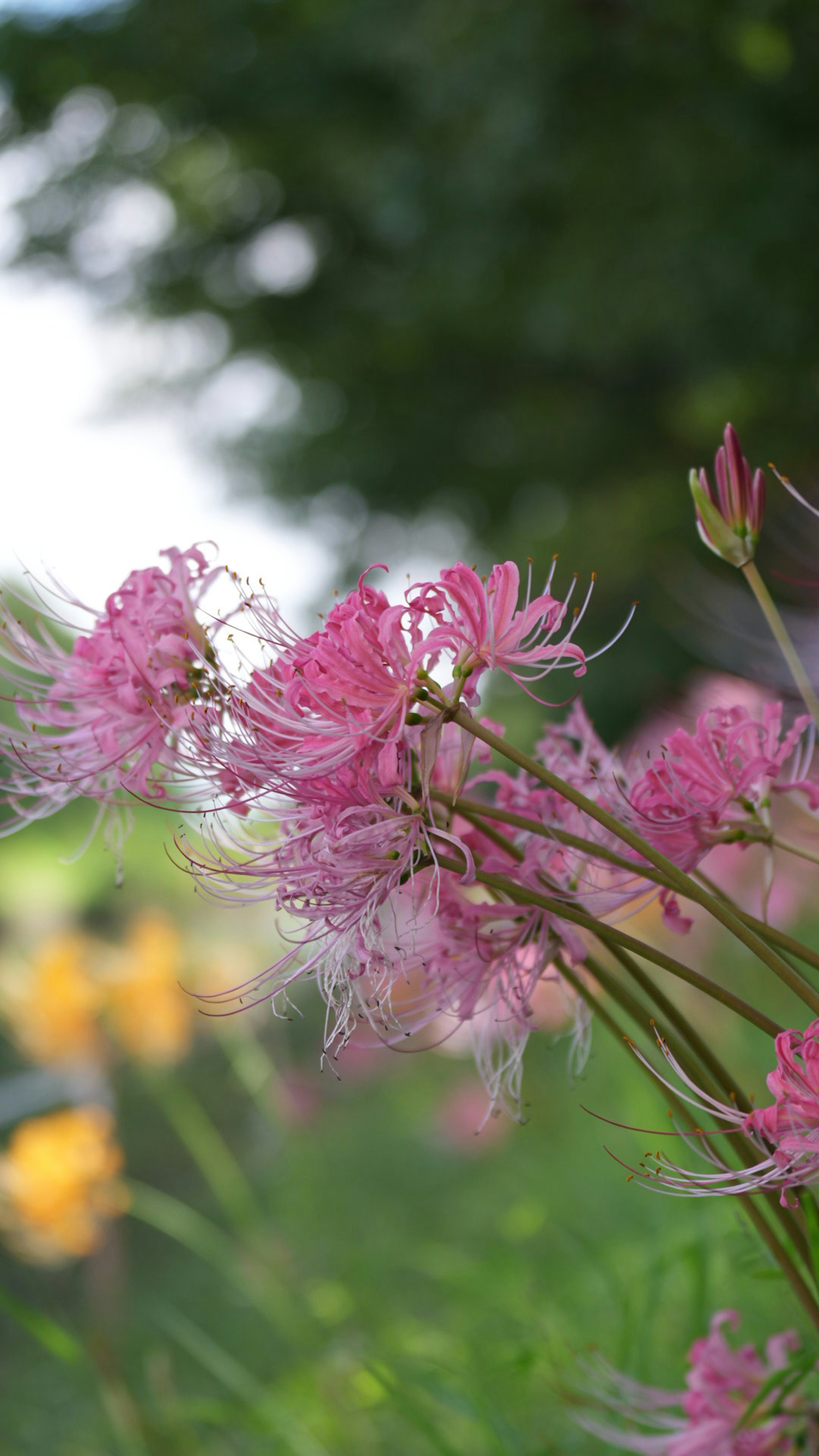 Close-up of pink flowers in a garden with green foliage in the background