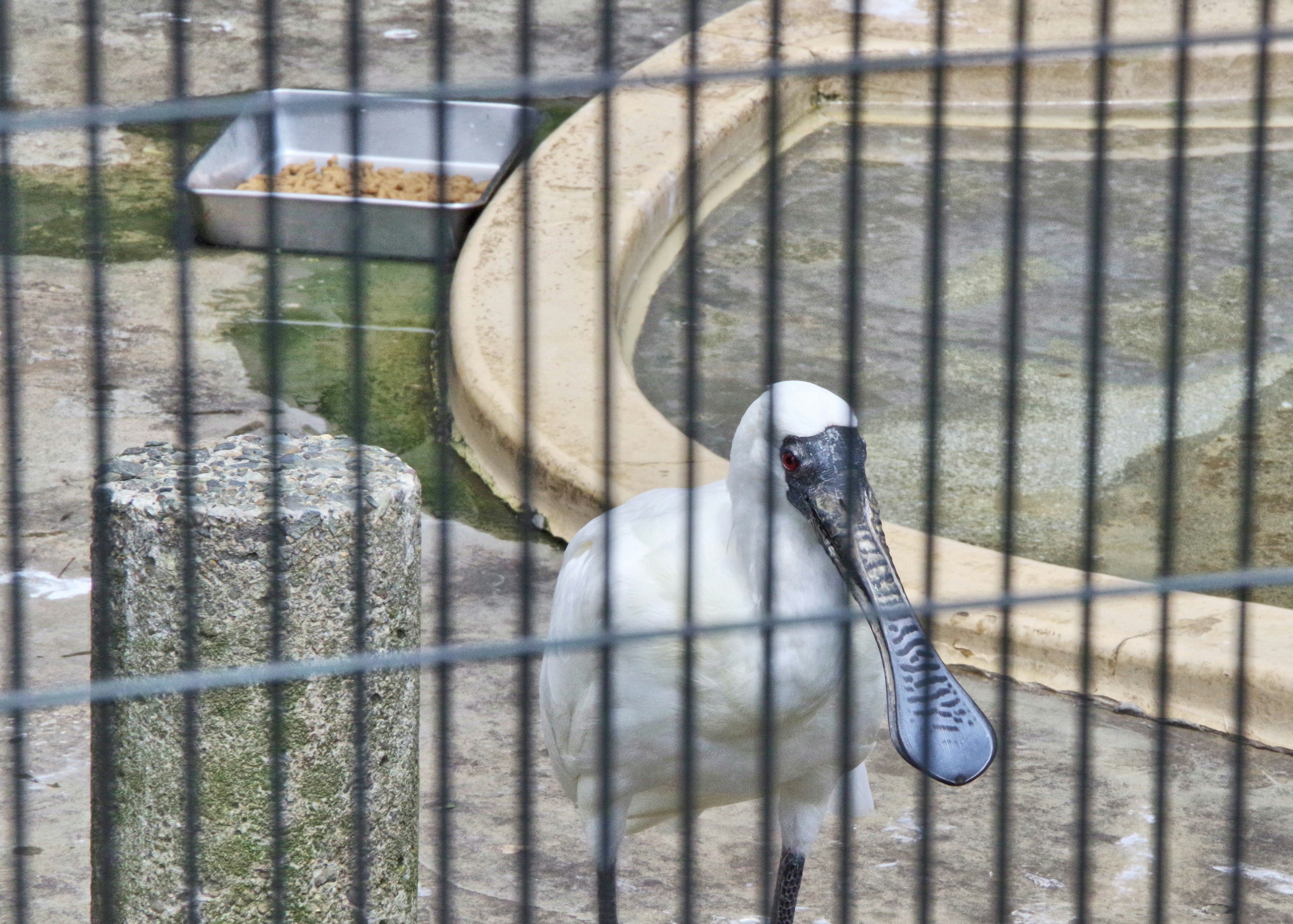 Un oiseau blanc dans une cage avec un bec bleu L'oiseau est près de l'eau et de la nourriture