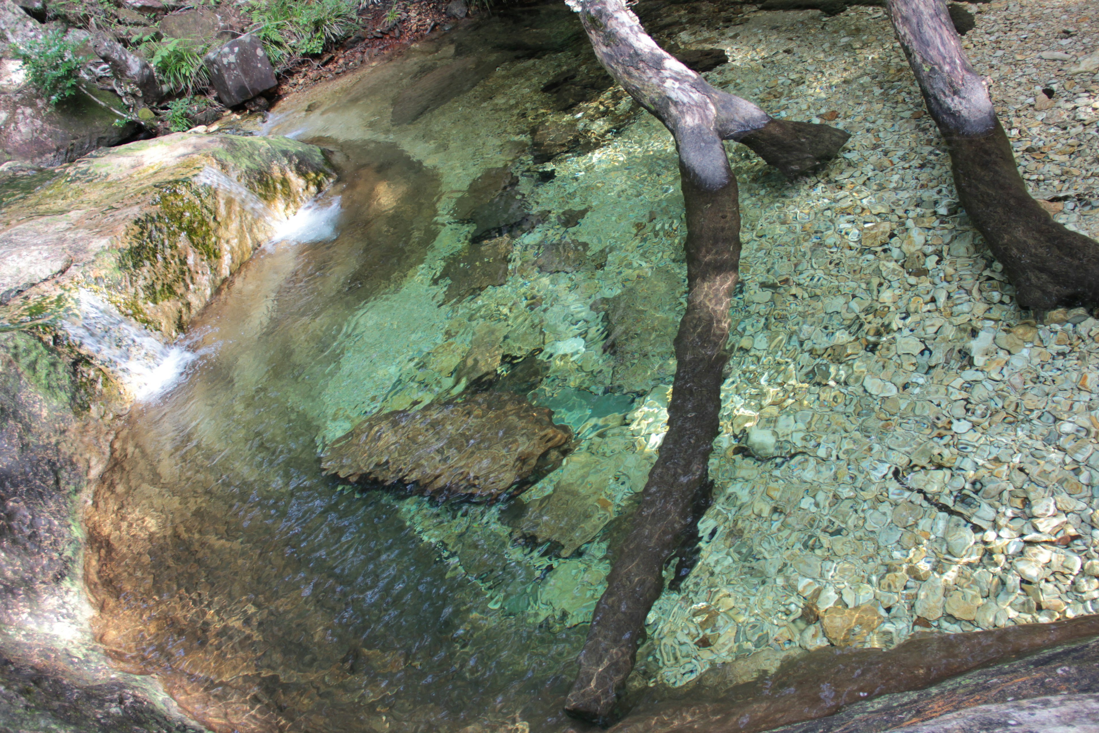 Klares Wasser mit sichtbaren Baumwurzeln in einem natürlichen Bach