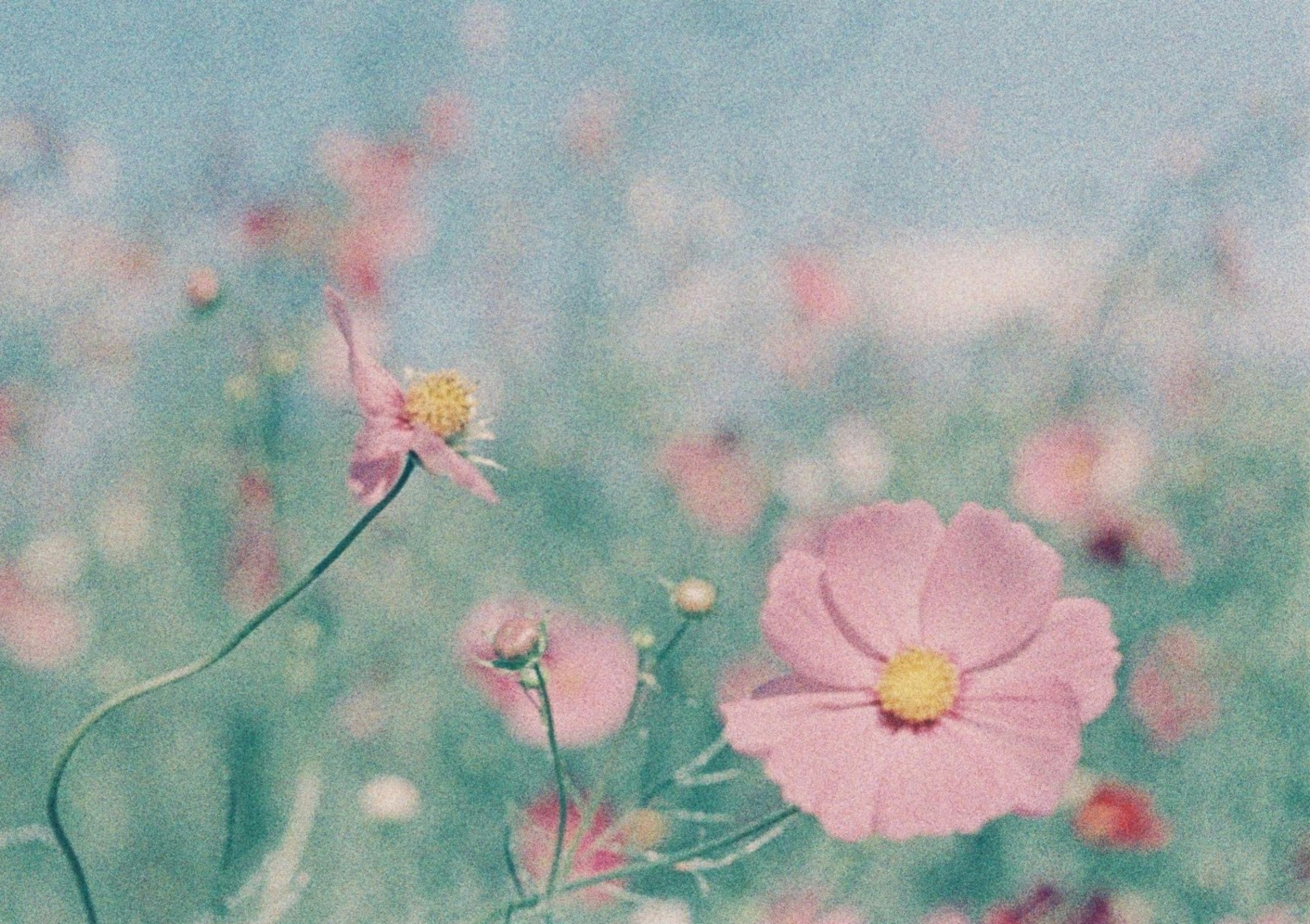 Soft scene of pink flowers blooming under a blue sky