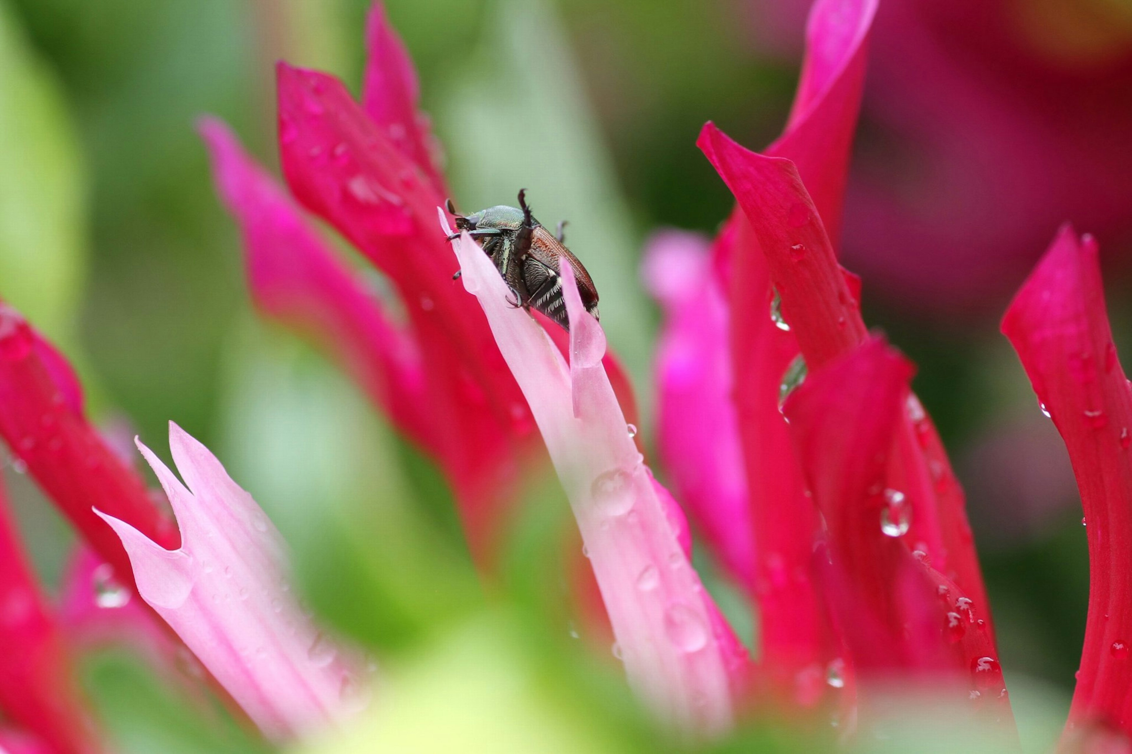 A small insect nestled among vibrant pink flower petals