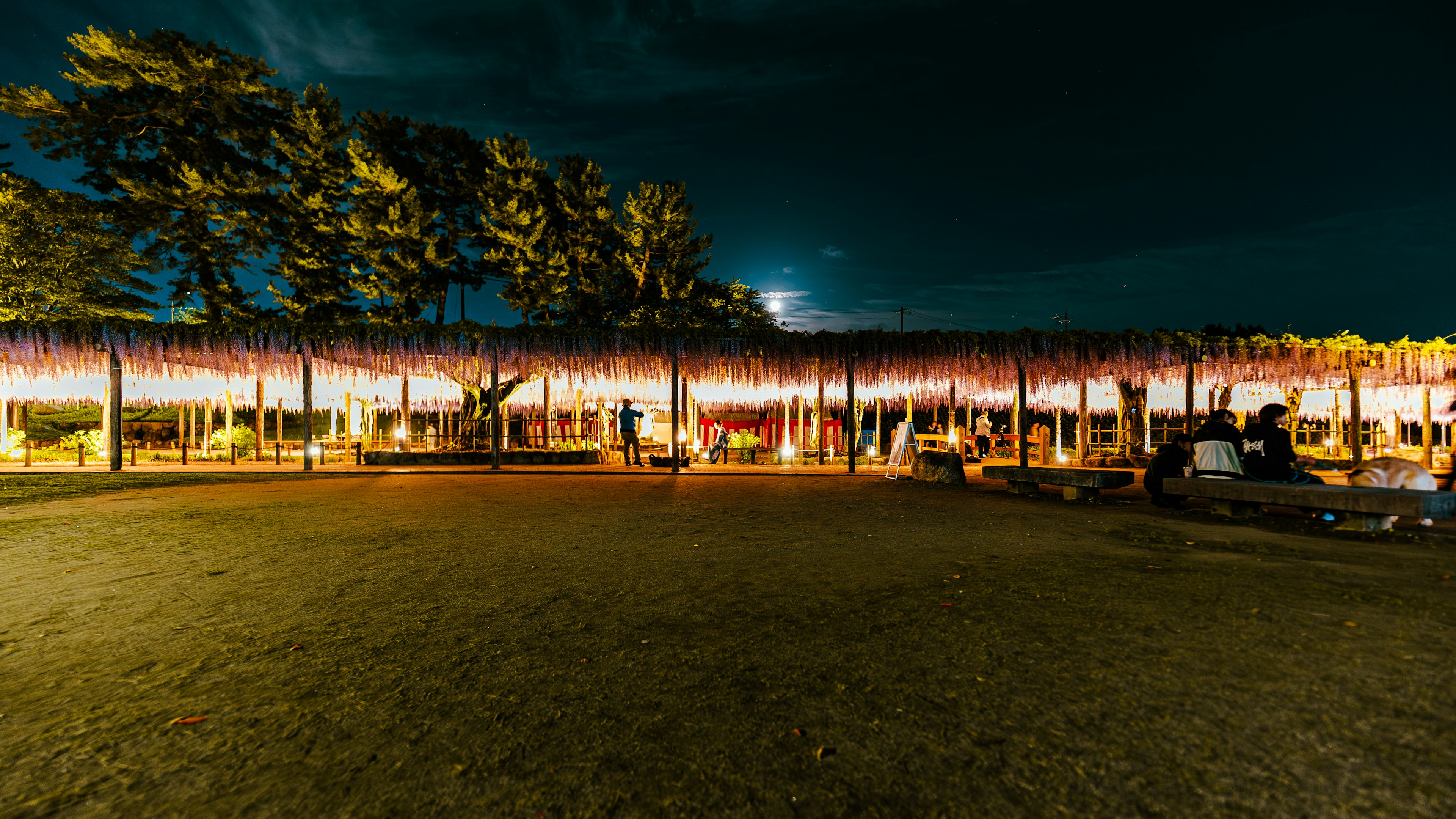 夜の風情ある庭園に照らされた藤の花が美しい