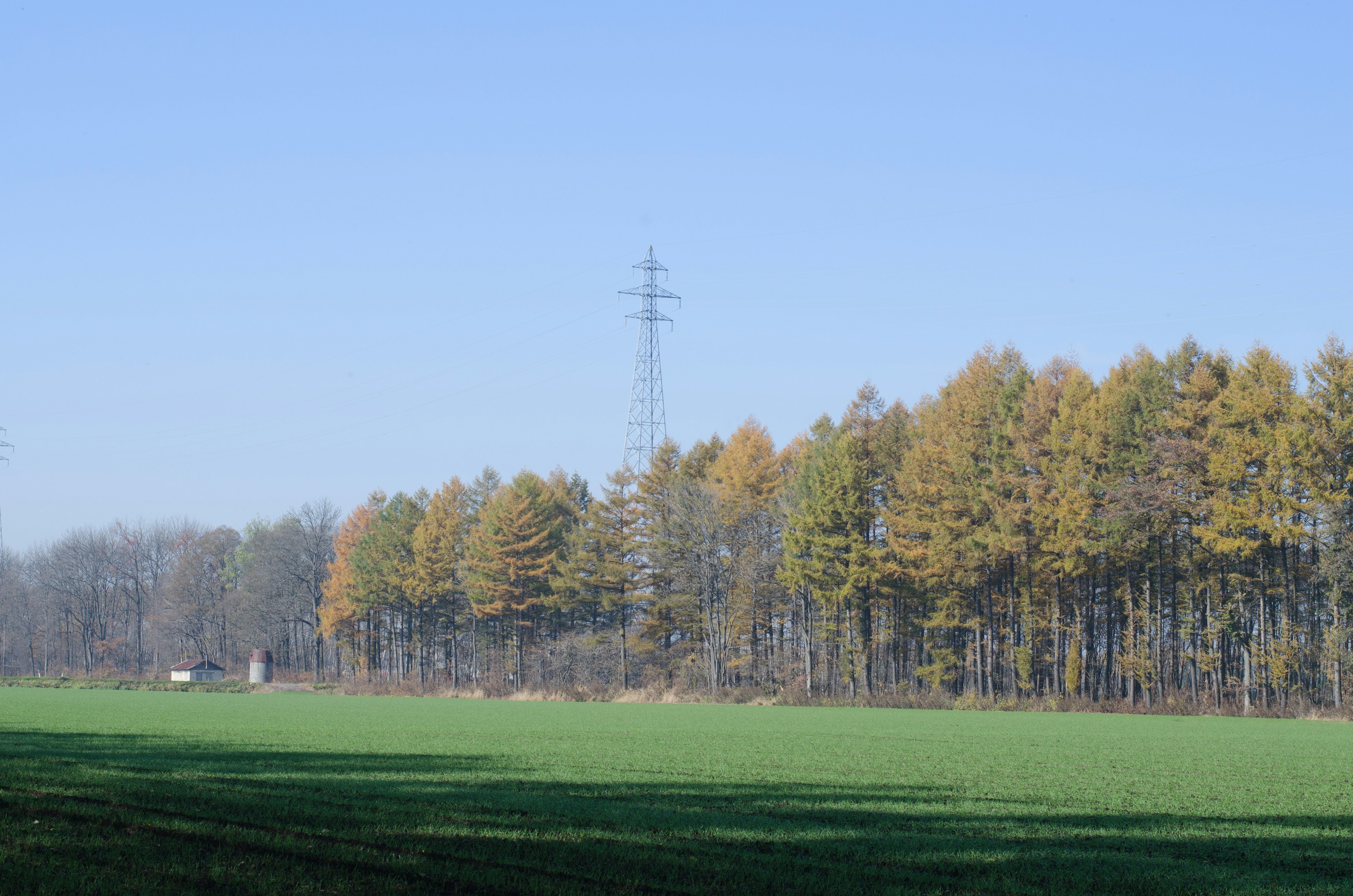 Paisaje con un campo verde y árboles con hojas amarillas bajo un cielo azul