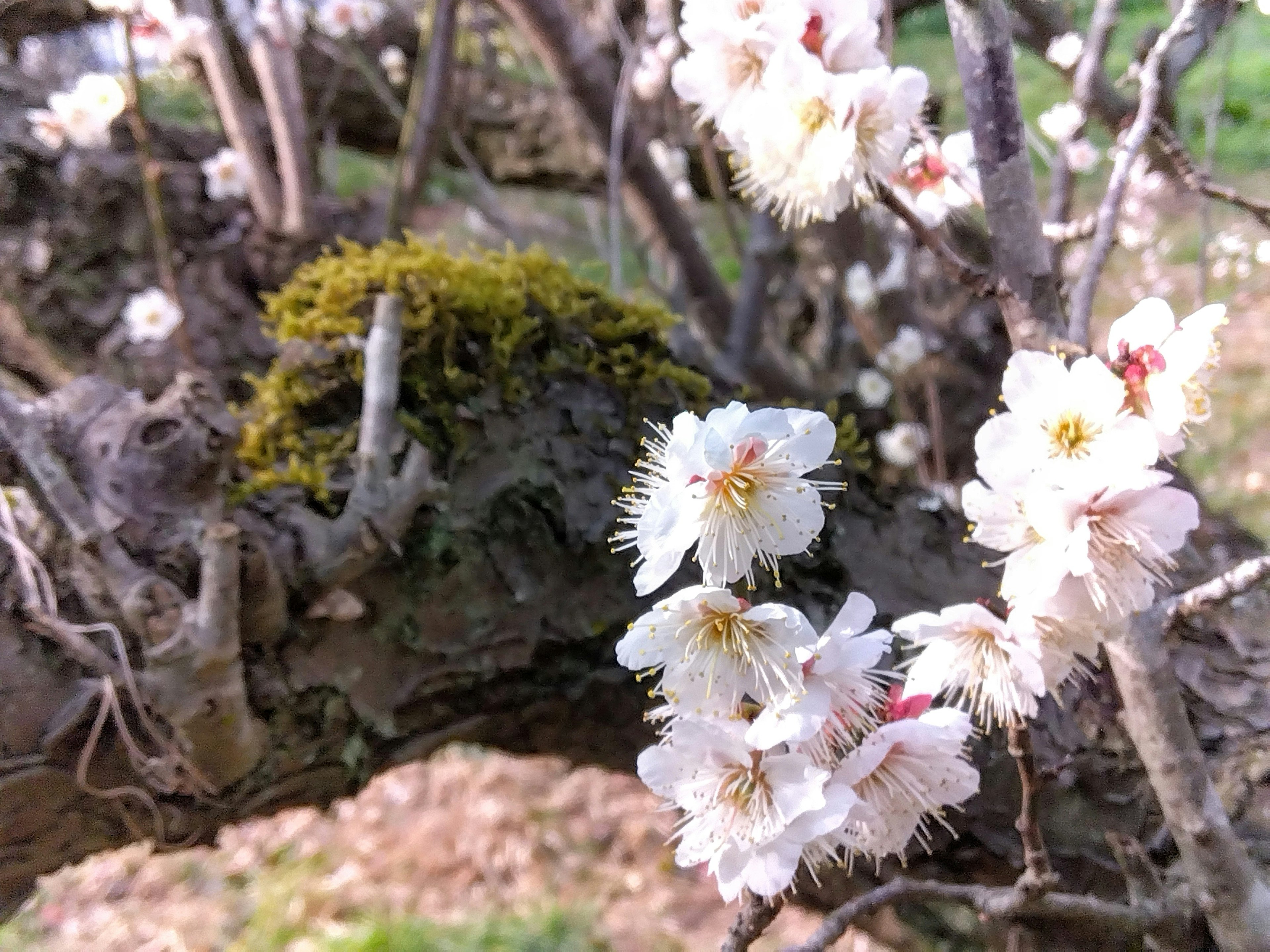 白い花が咲く木の枝と緑の苔のある風景