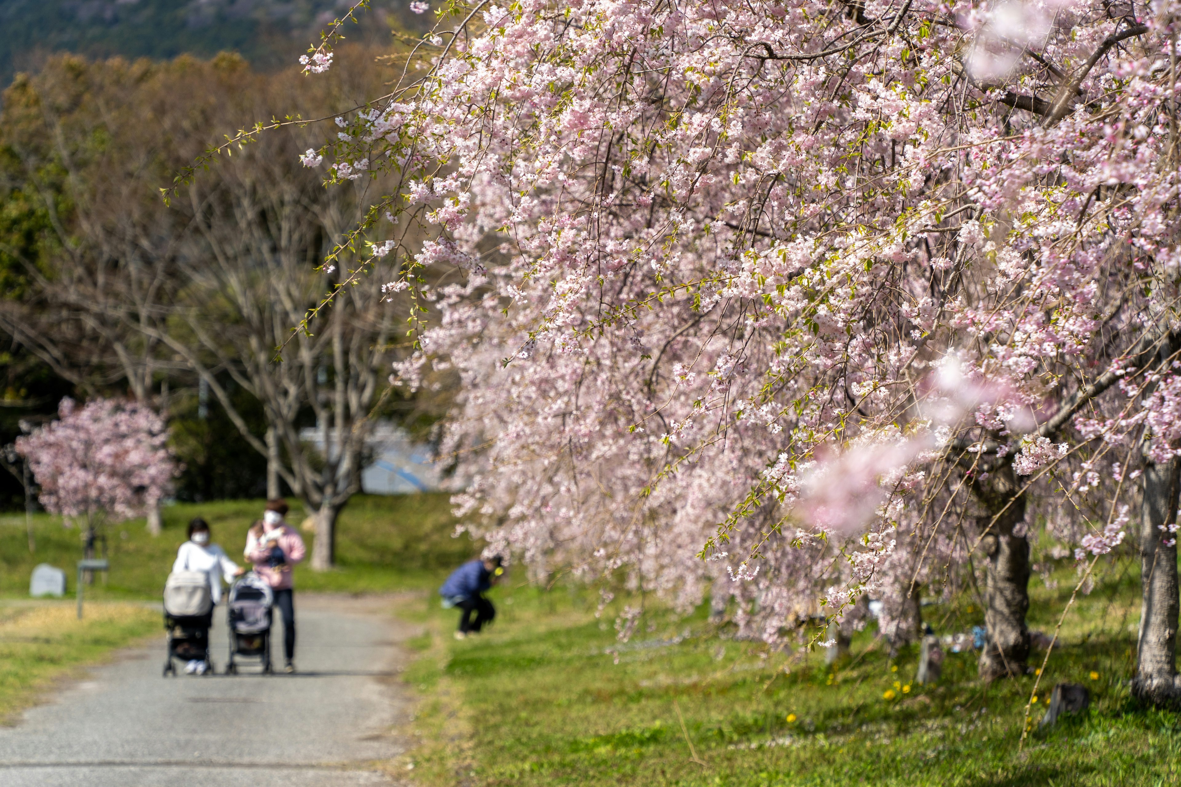 People walking on a path lined with cherry blossom trees and a stroller