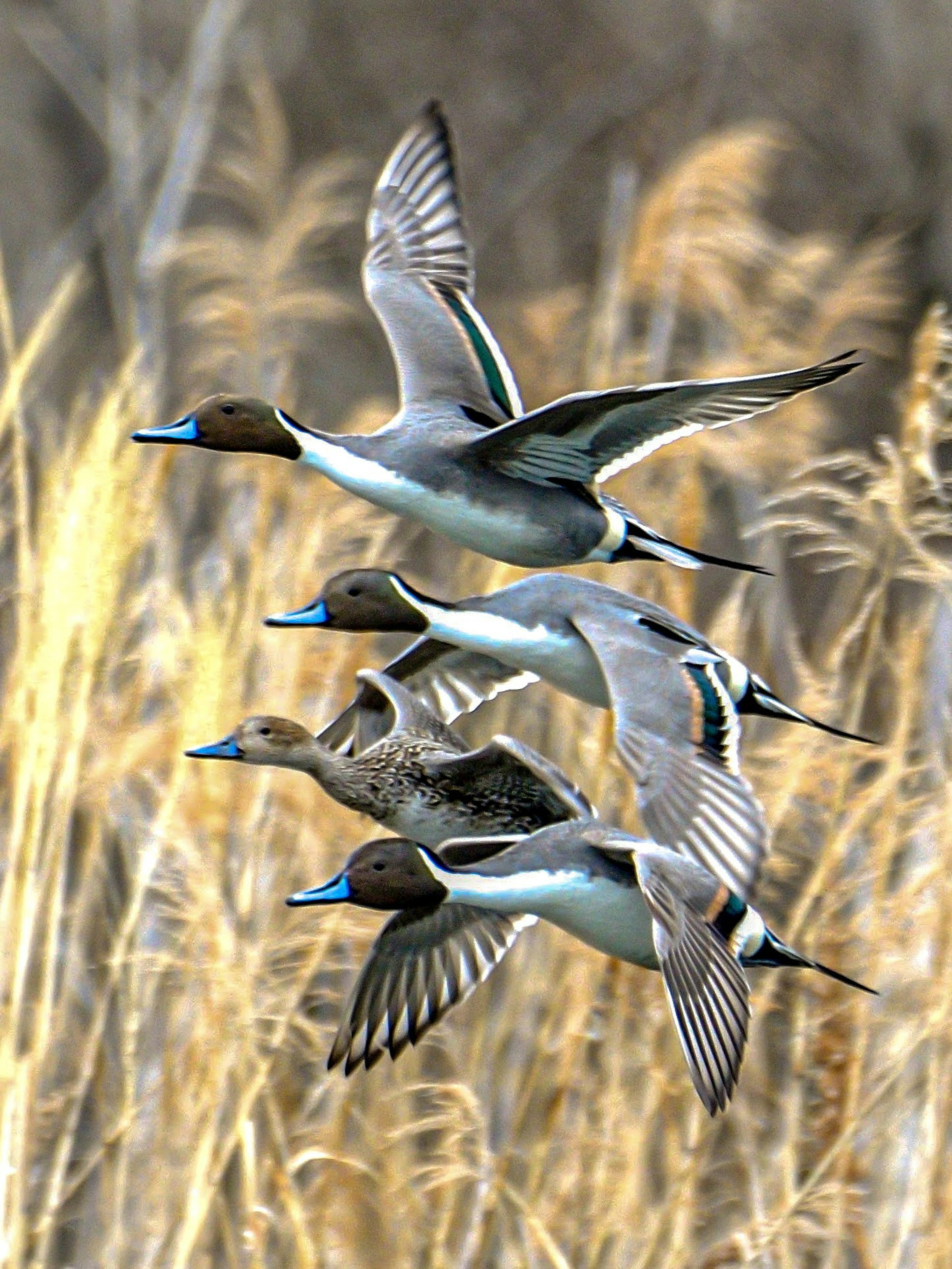 Flock of flying waterfowl above golden grassland