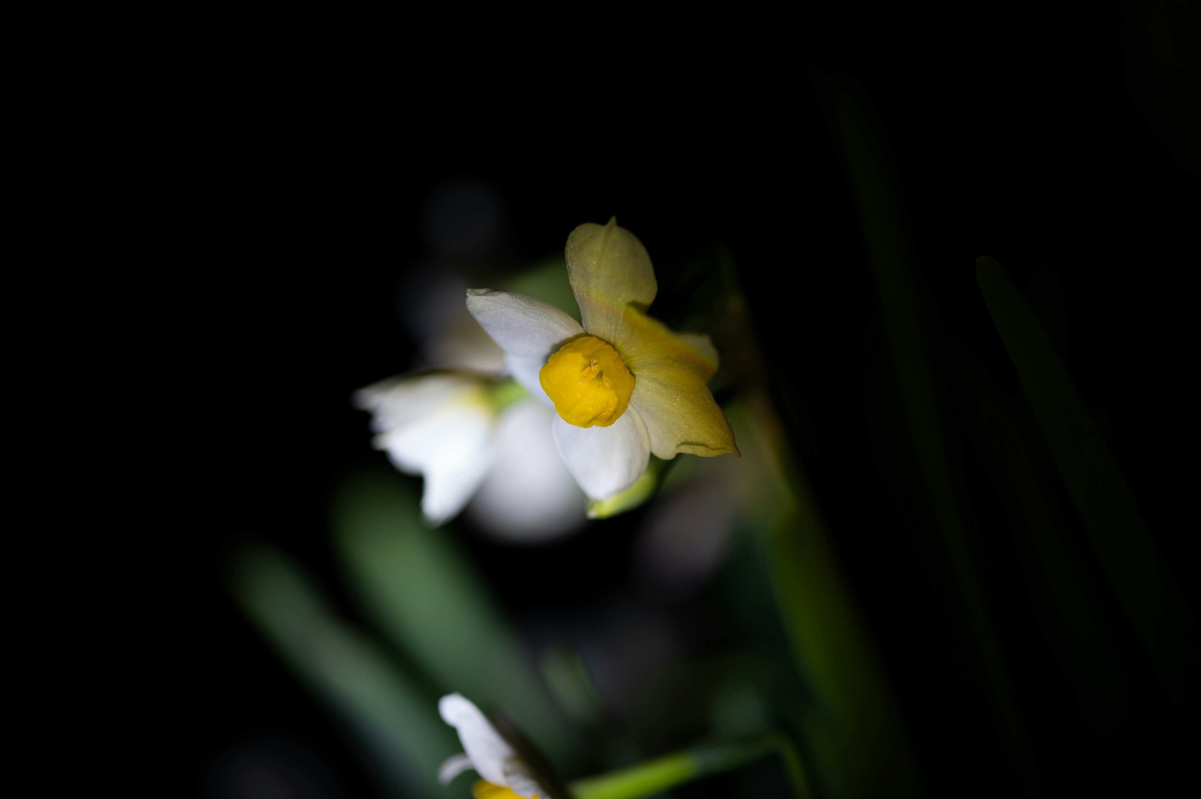 白い花と黄色い中心が特徴的な植物のクローズアップ